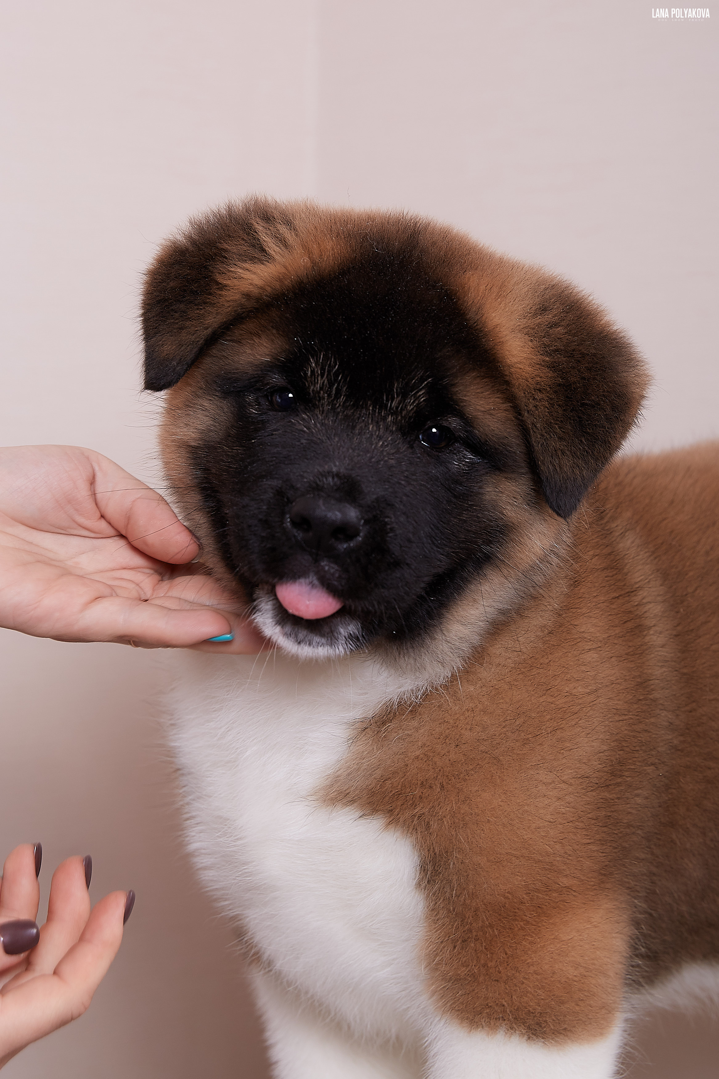 RUBYLIGHT BOREALIS * Боря. AMERICAN AKITA RUBYLIGHT KENNEL I SHIBA-INU