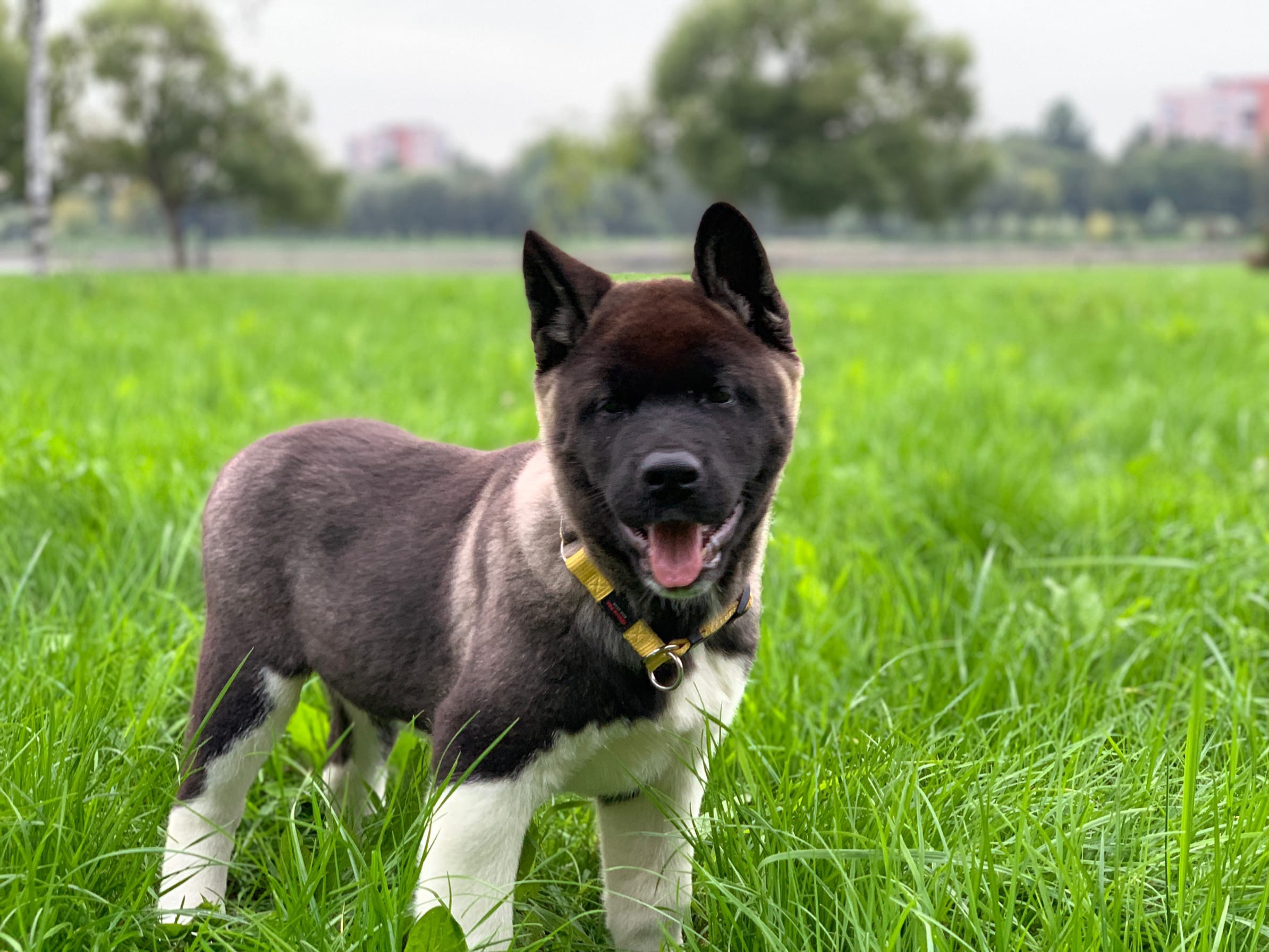 RUBYLIGHT Kamillus, дата рождения 09.06.2021Отец: Alter Real MercuryМать: Infinit Happy, Американская Акита RUBYLIGHT Санкт-Петербург