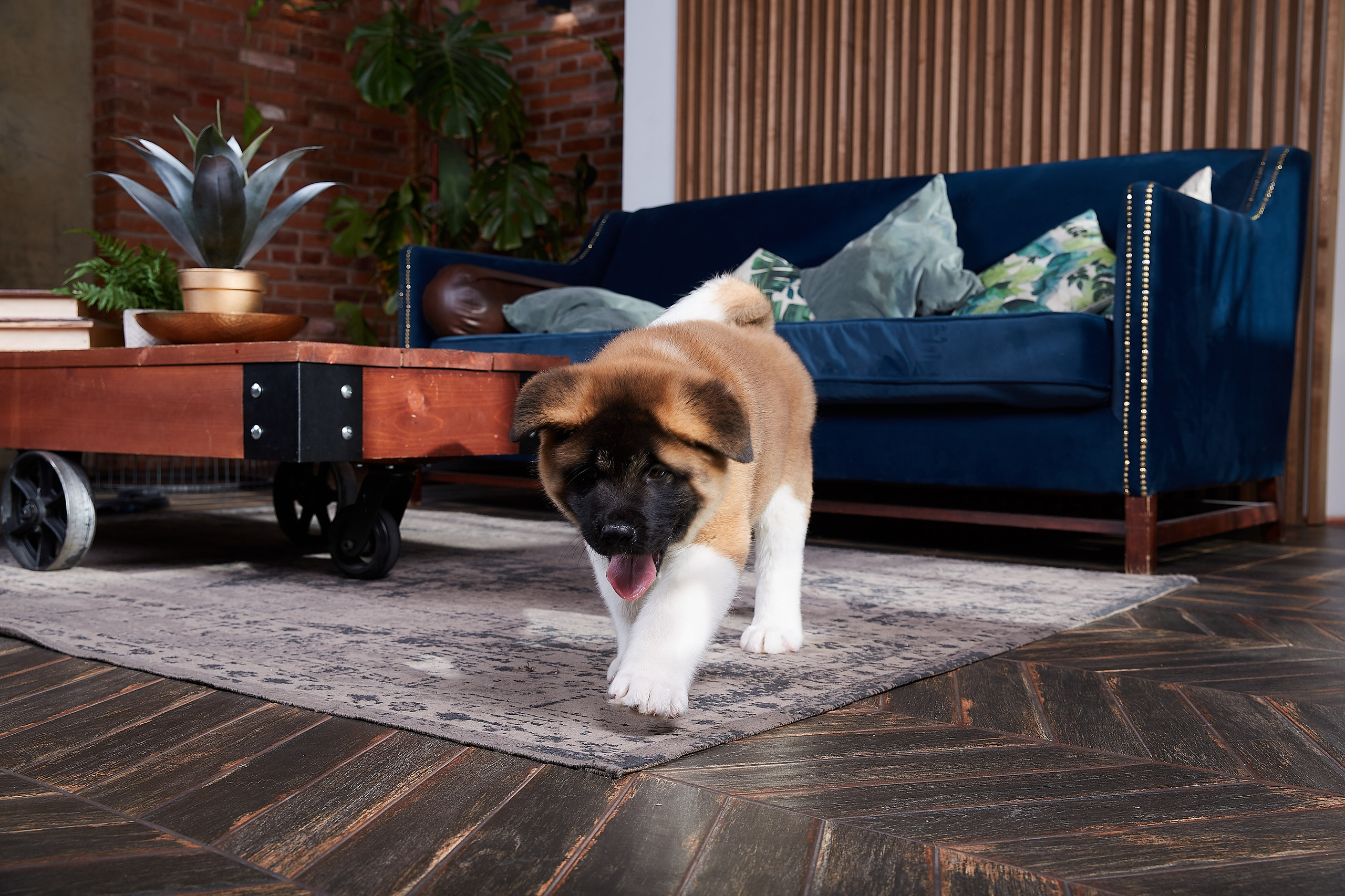 RUBYLIGHT BOREALIS * Боря. AMERICAN AKITA RUBYLIGHT KENNEL I SHIBA-INU