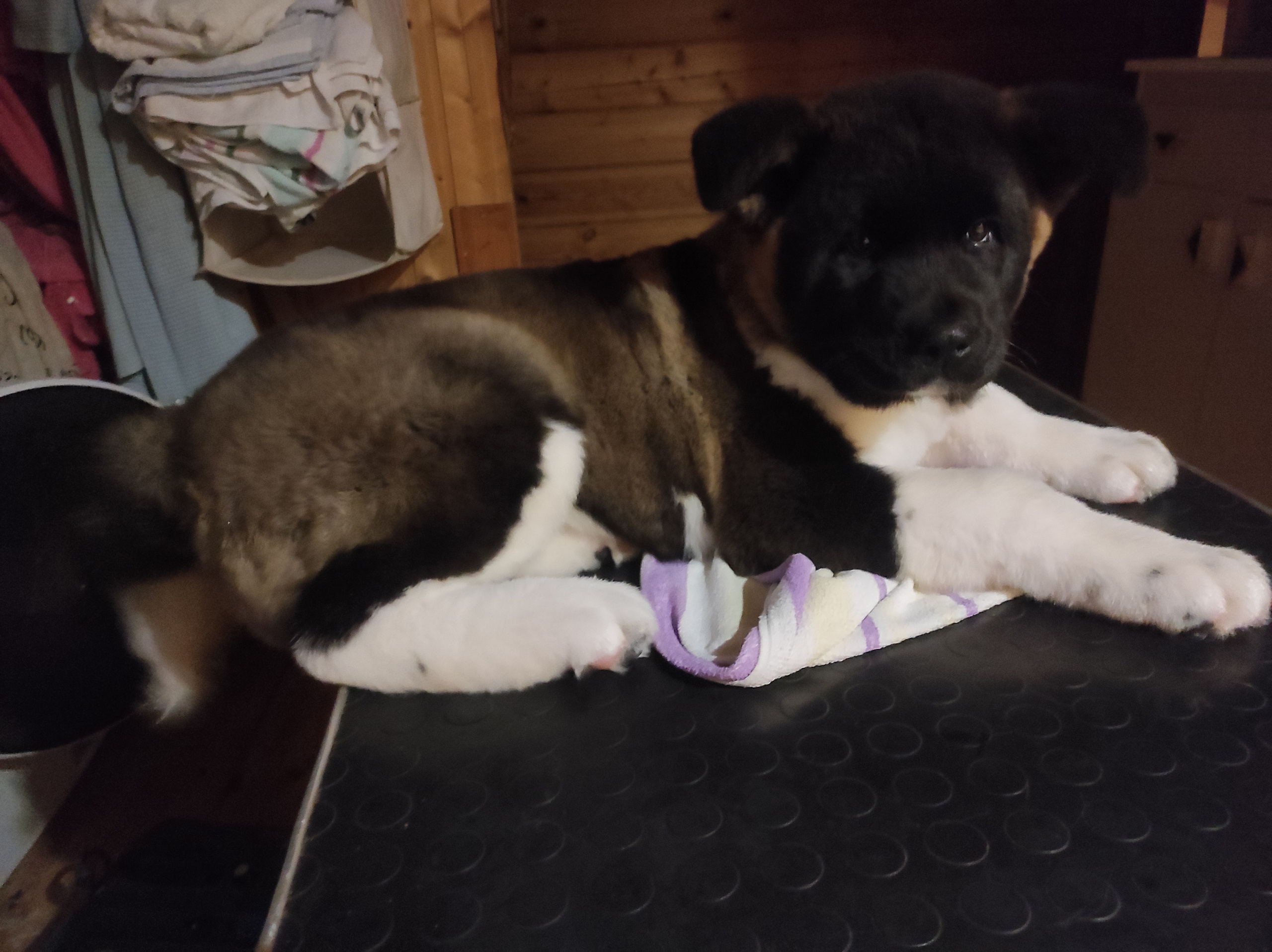 Американская акита питомник RUBYLIGHT. Американская акита I Сиба ину I Питомник RUBYLIGHT