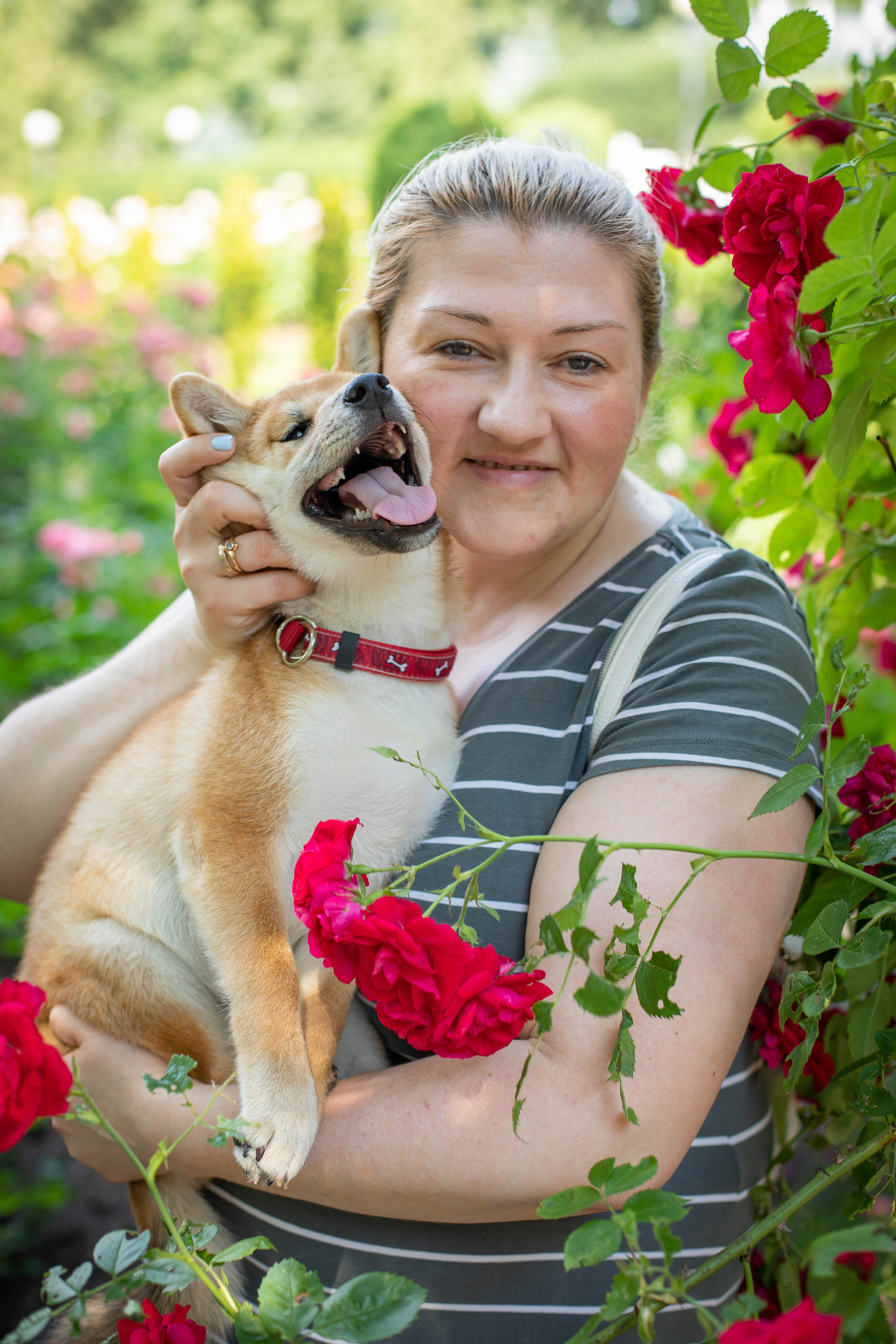 RUBYLIGHT JULY. AMERICAN AKITA RUBYLIGHT KENNEL I SHIBA-INU