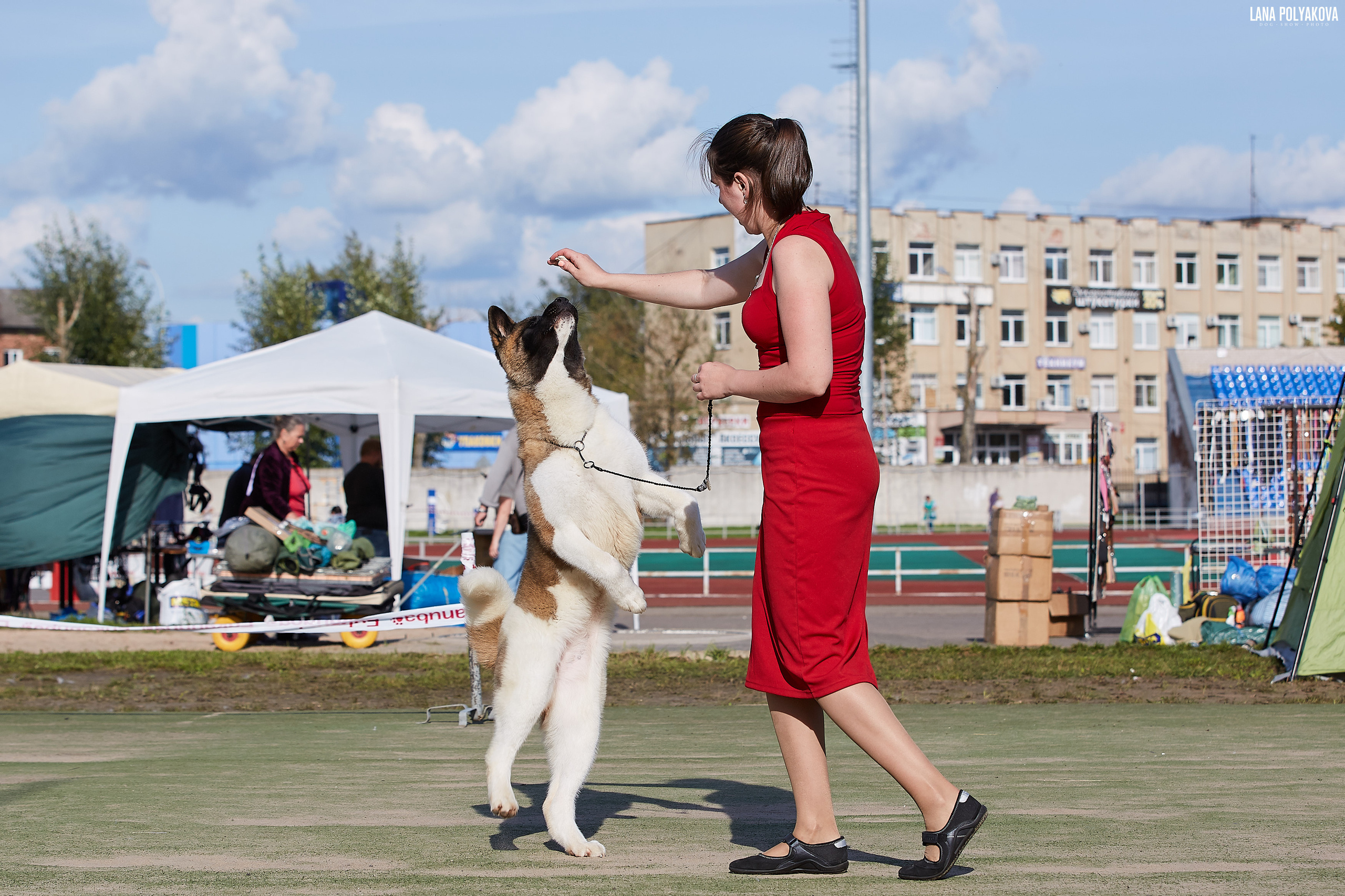 RUBYLIGHT BIYA * Бия американская акита Рубилайт щенки питомник