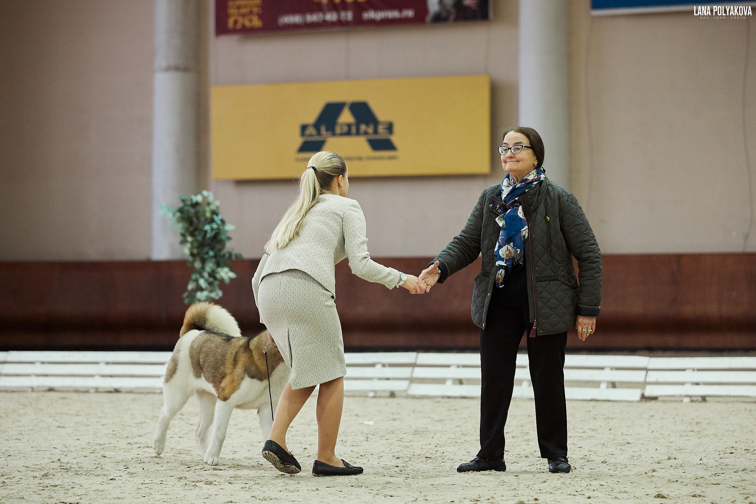 RUBYLIGHT BIYA * Бия американская акита Рубилайт щенки питомник