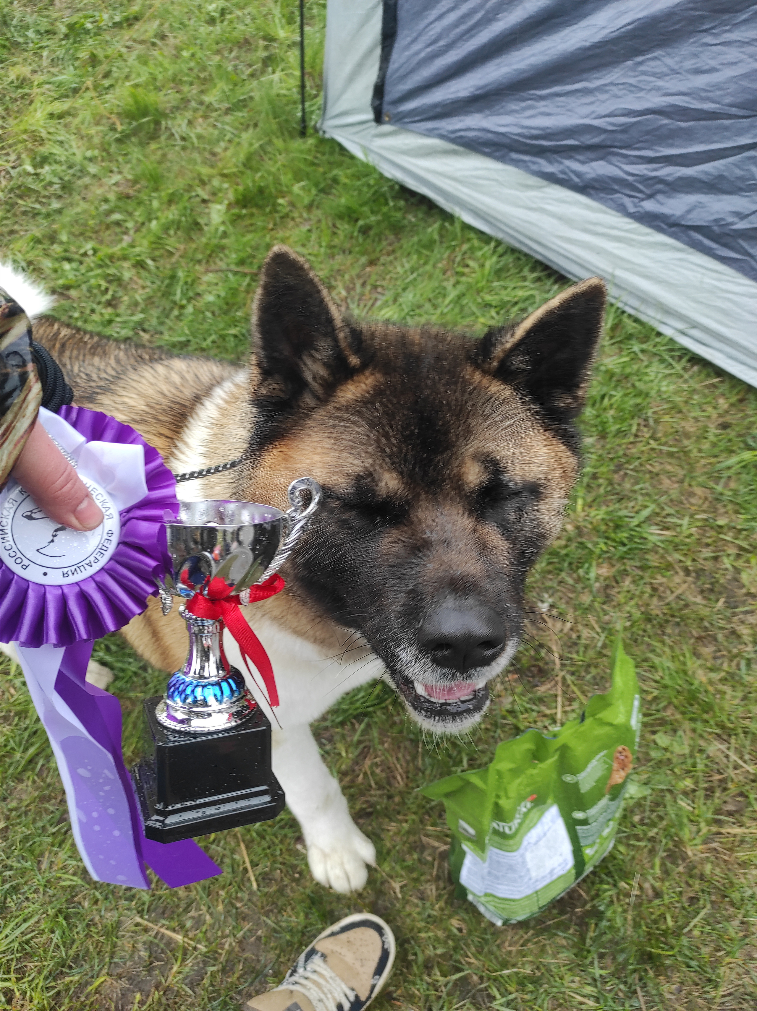 Американская акита питомник RUBYLIGHT. Американская акита I Сиба ину I Питомник RUBYLIGHT