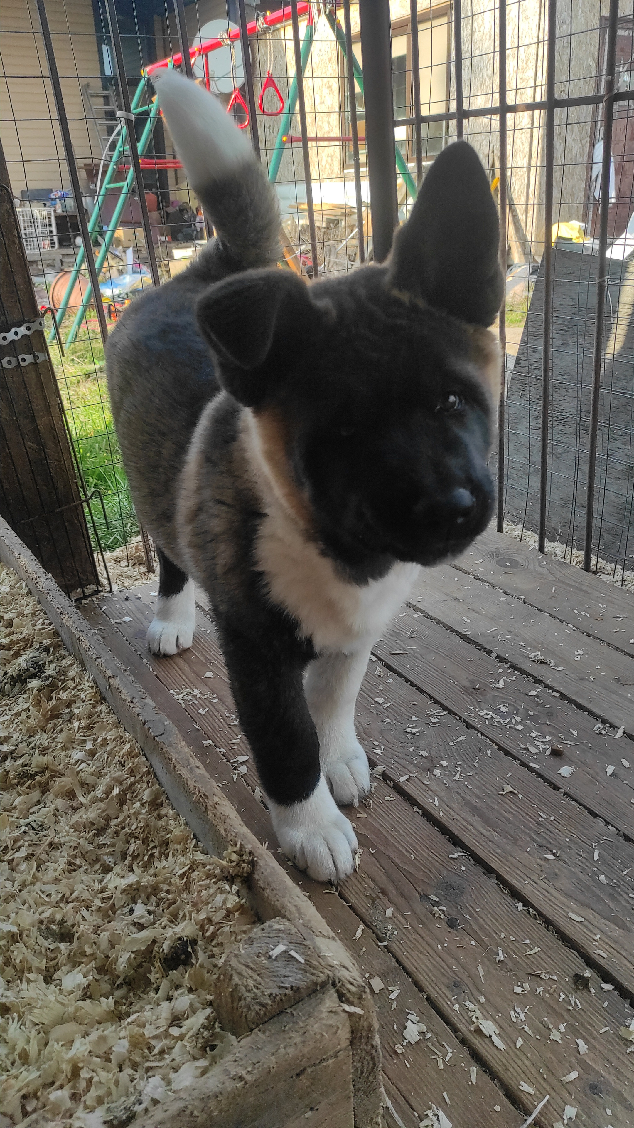 RUBYLIGHT Kiros. AMERICAN AKITA RUBYLIGHT KENNEL I SHIBA-INU