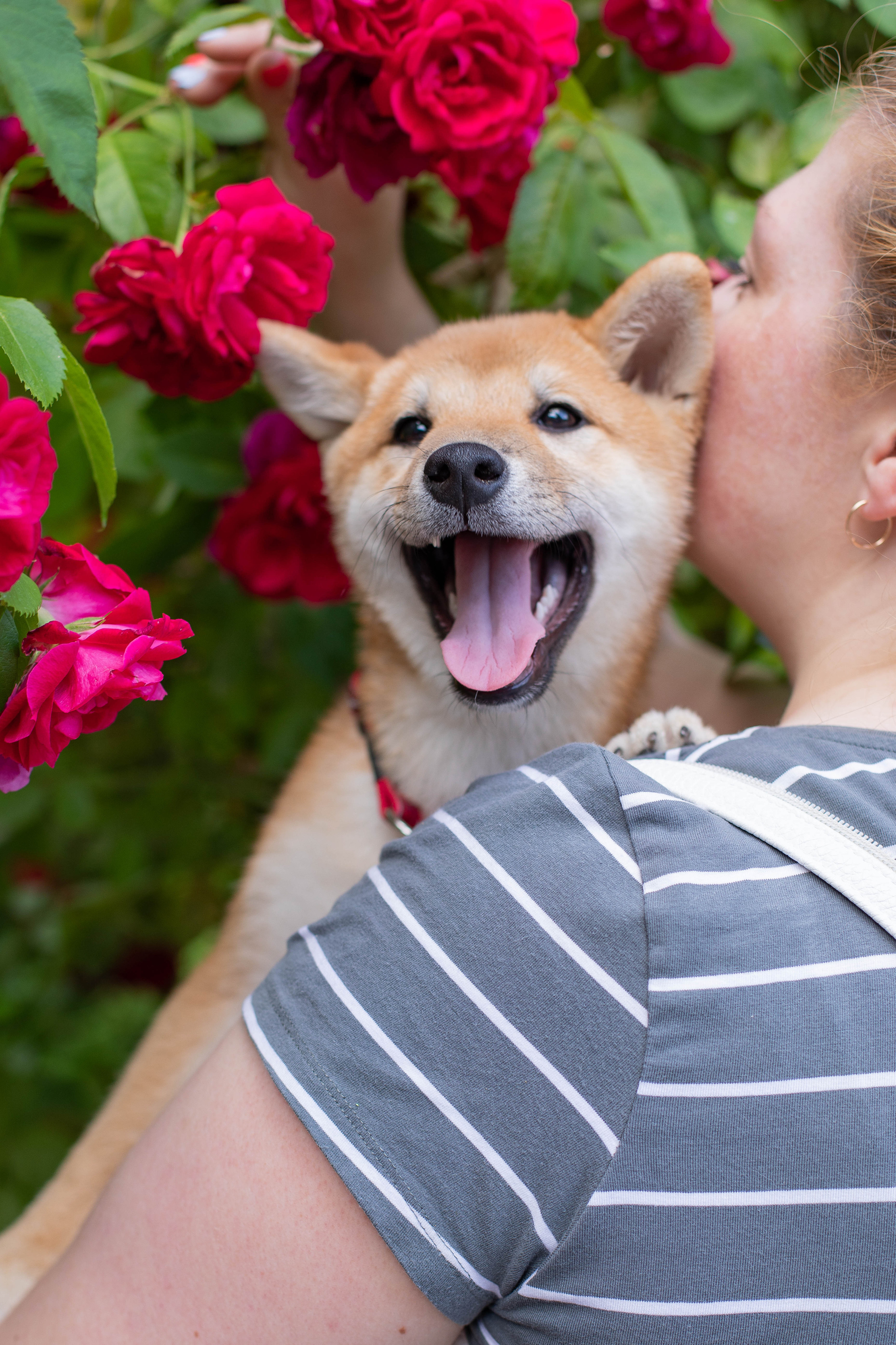RUBYLIGHT JULY. AMERICAN AKITA RUBYLIGHT KENNEL I SHIBA-INU