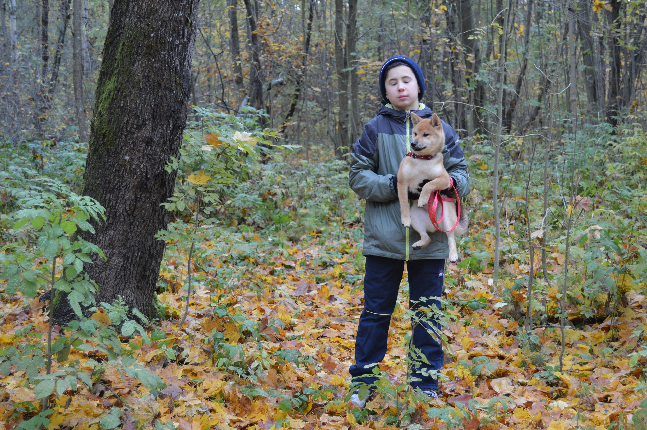 RUBYLIGHT DOLL * Долька (Отец: Хиро * HANDZIMEMESITE HIRO , Мать: Дэва * ZOLOTO PARTII DEVANA GODDESS OF HUNT) сиба