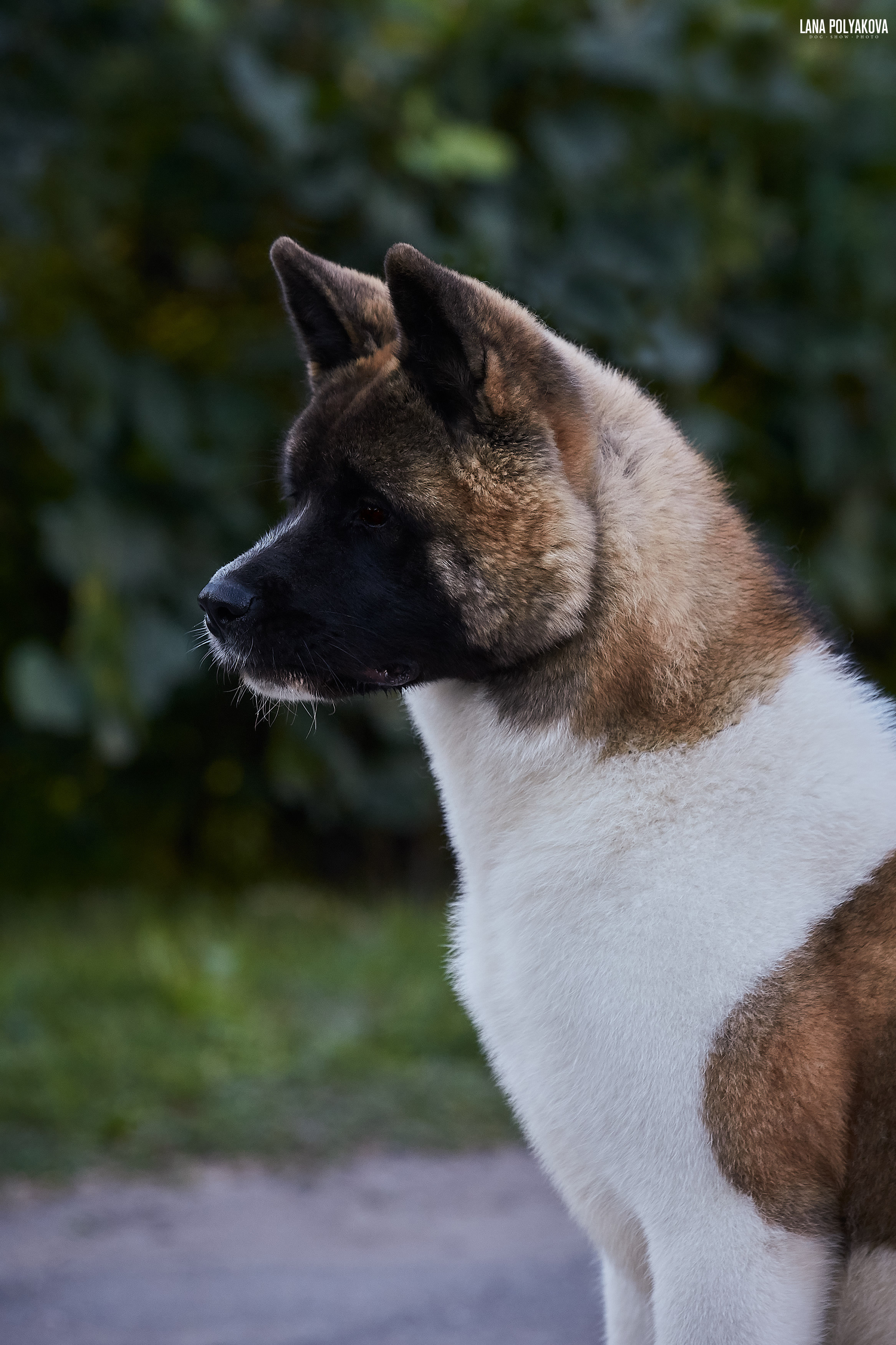 RUBYLIGHT BIYA * Бия американская акита Рубилайт щенки питомник