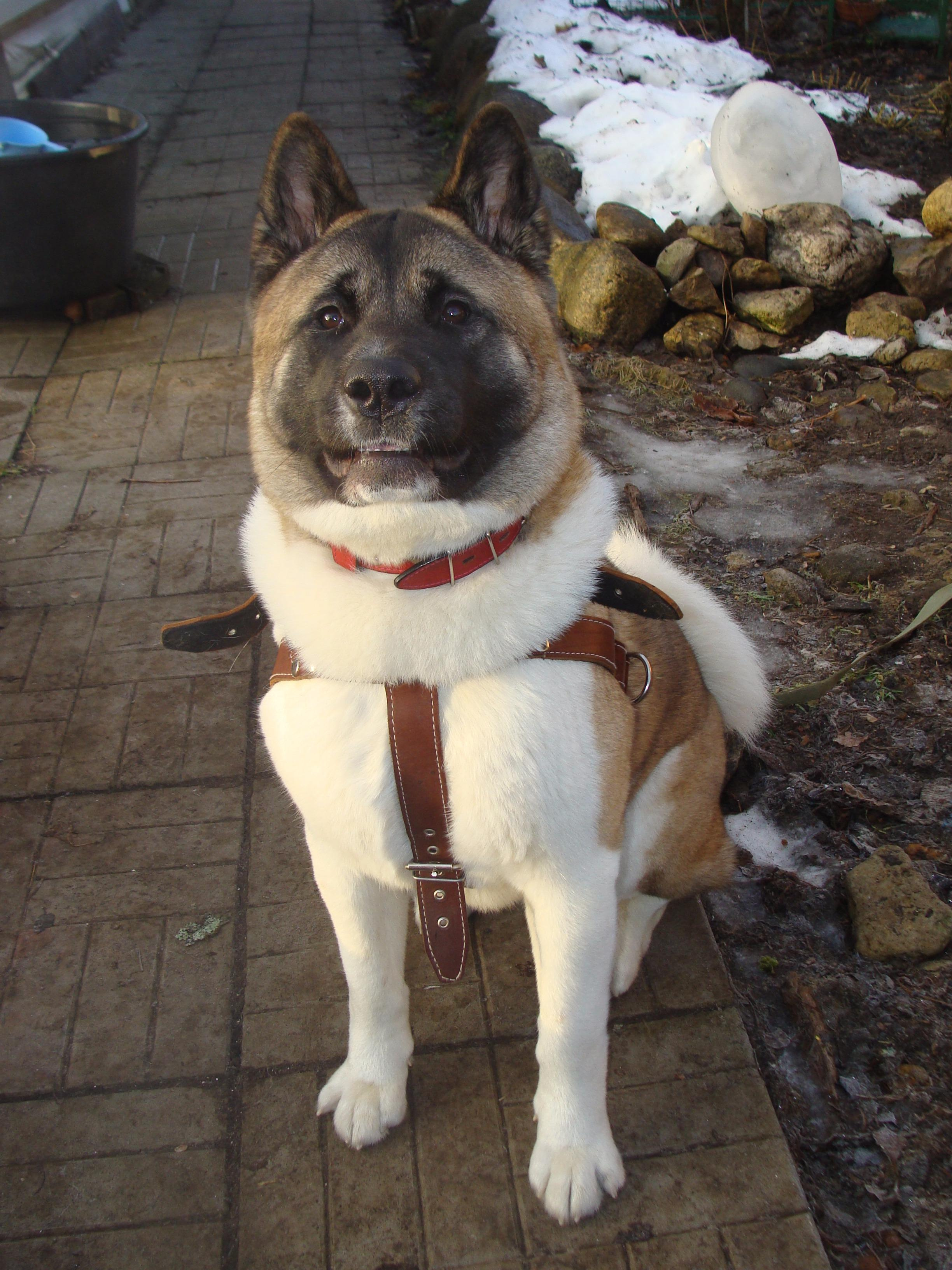Svargas Domino * Даки. AMERICAN AKITA RUBYLIGHT KENNEL I SHIBA-INU
