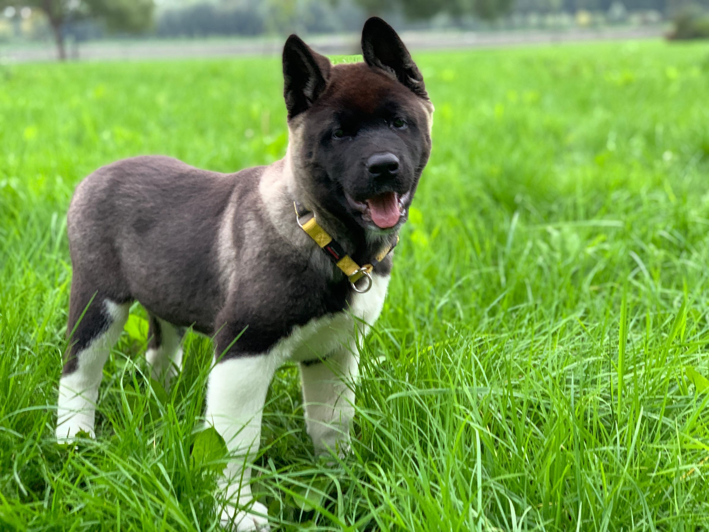 RUBYLIGHT Kamillus, дата рождения 09.06.2021Отец: Alter Real MercuryМать: Infinit Happy, Американская Акита RUBYLIGHT Санкт-Петербург