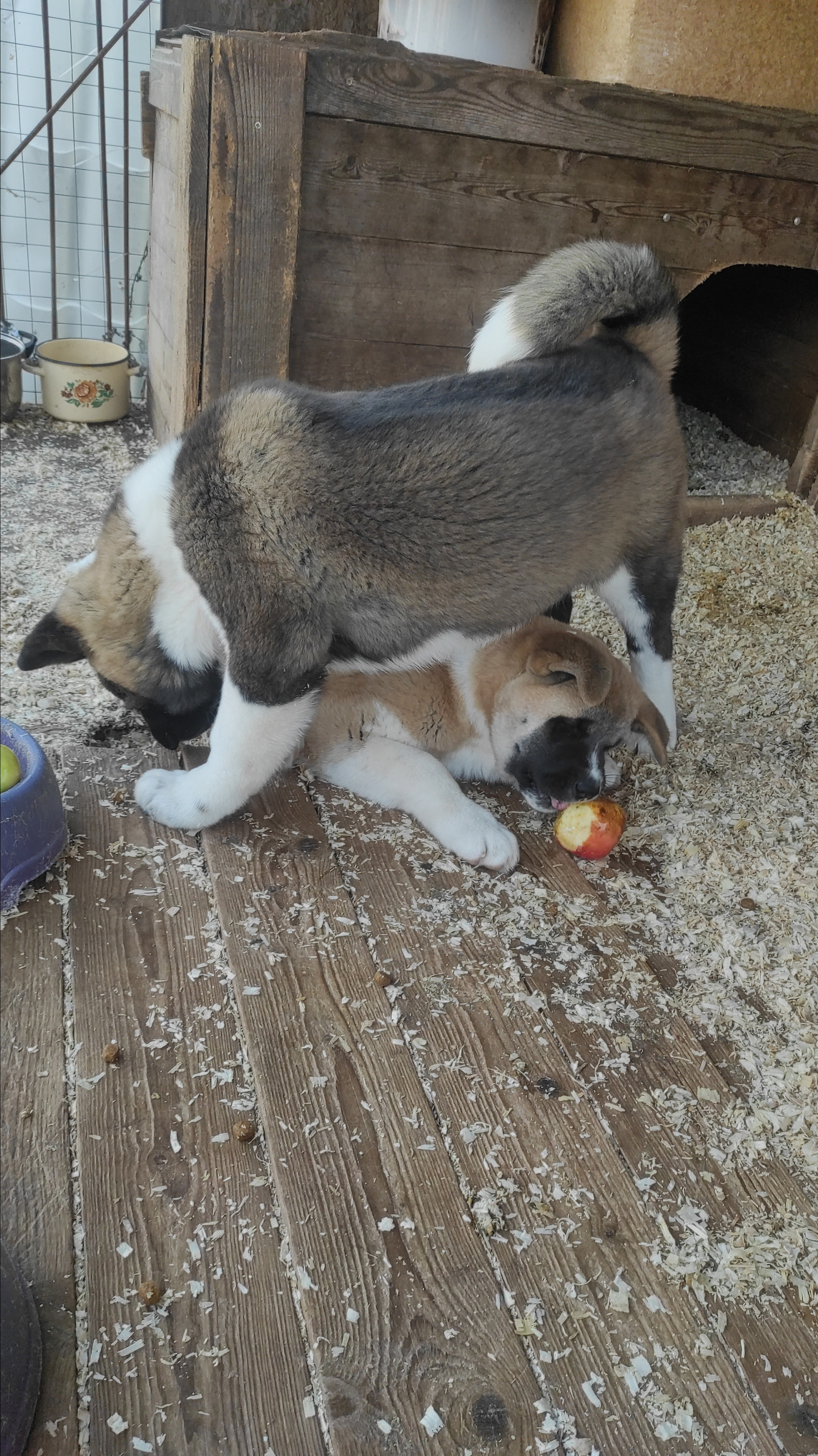 RUBYLIGHT Kiros. AMERICAN AKITA RUBYLIGHT KENNEL I SHIBA-INU