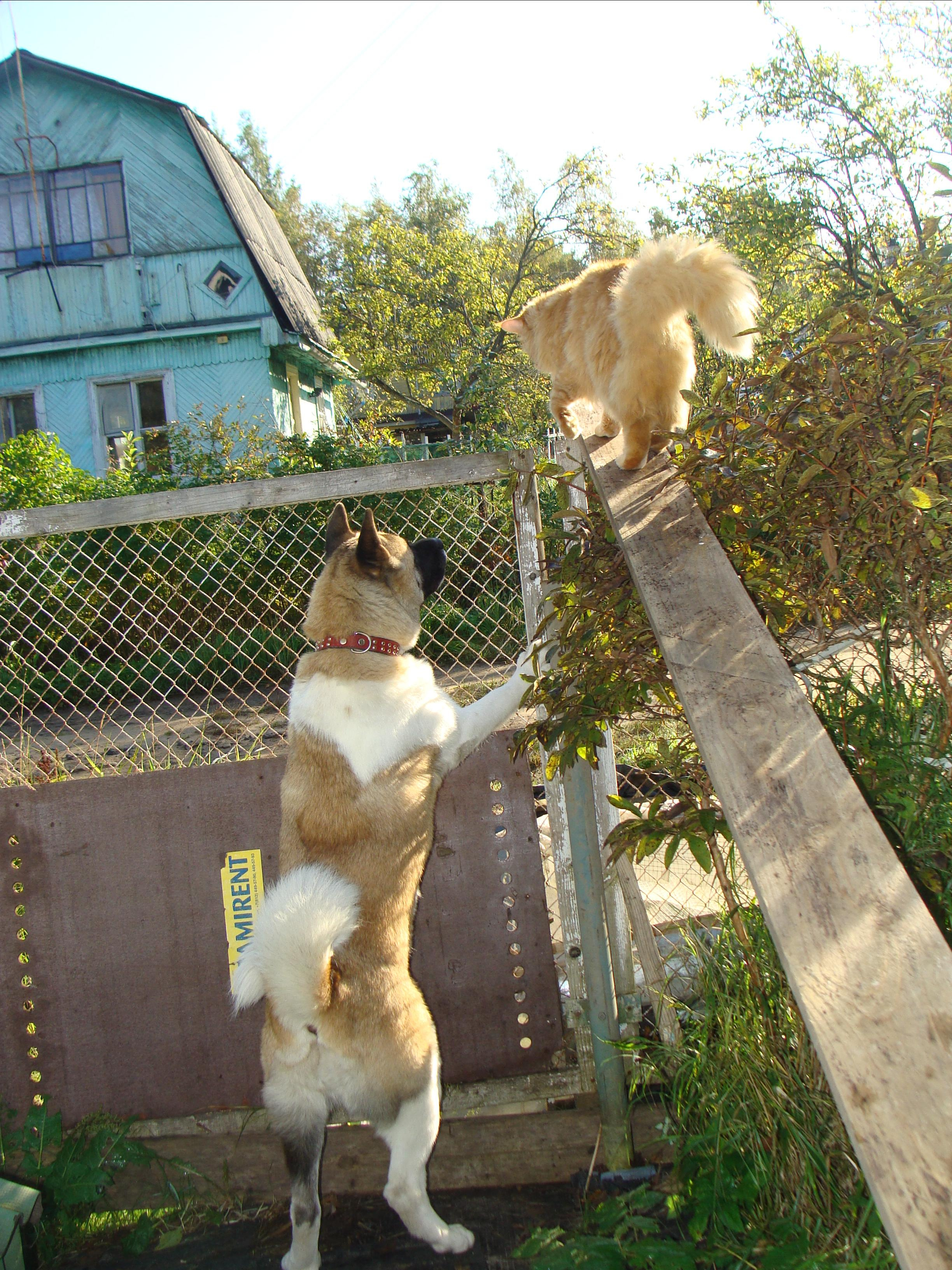 Svargas Domino * Даки. AMERICAN AKITA RUBYLIGHT KENNEL I SHIBA-INU