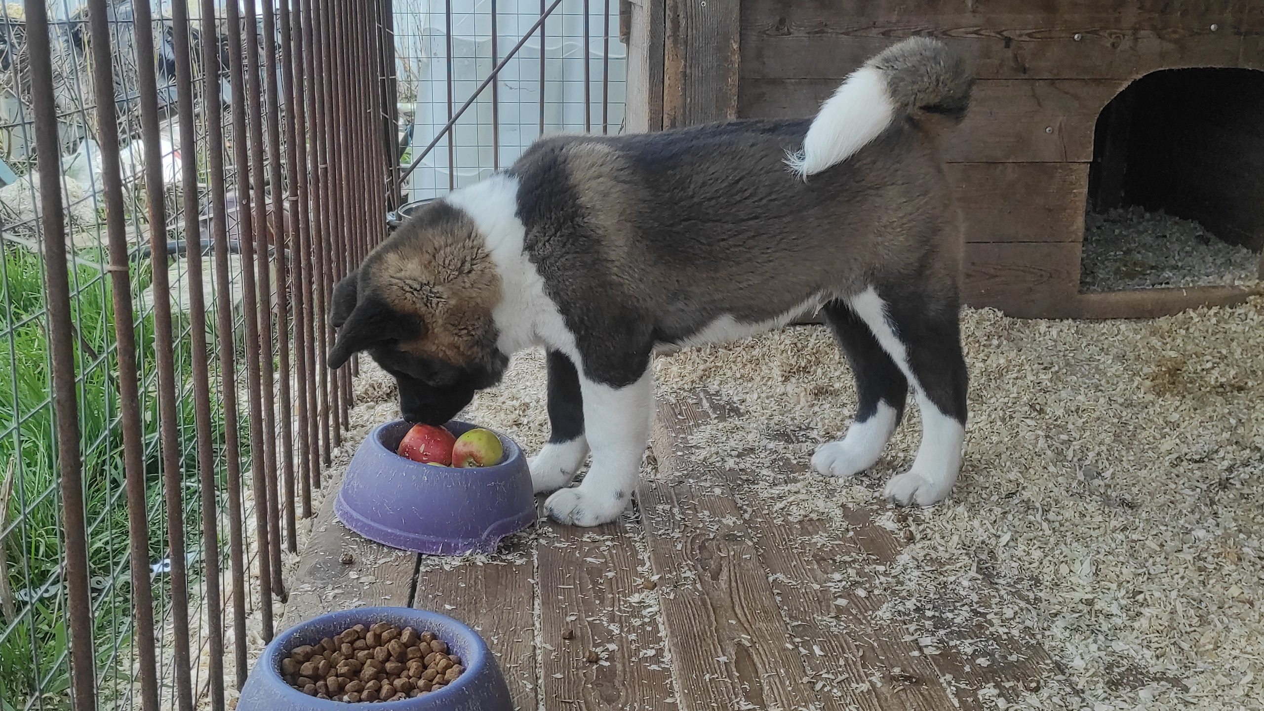 RUBYLIGHT Kiros. AMERICAN AKITA RUBYLIGHT KENNEL I SHIBA-INU