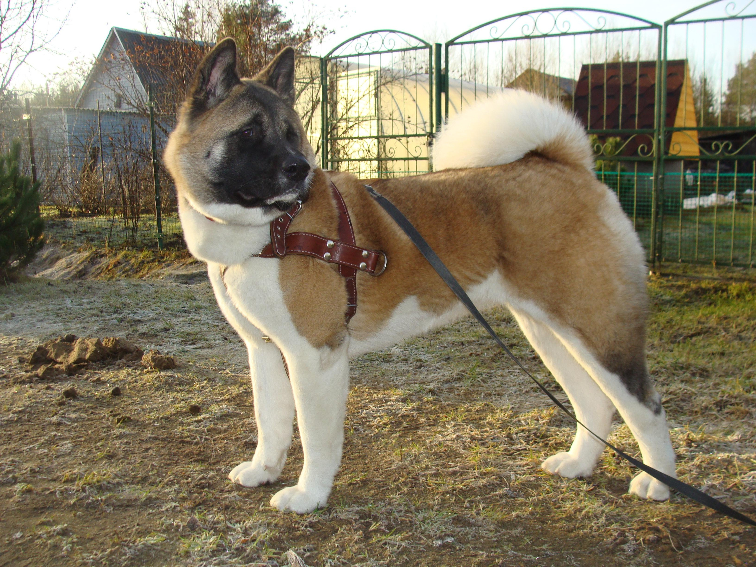Svargas Domino * Даки. AMERICAN AKITA RUBYLIGHT KENNEL I SHIBA-INU