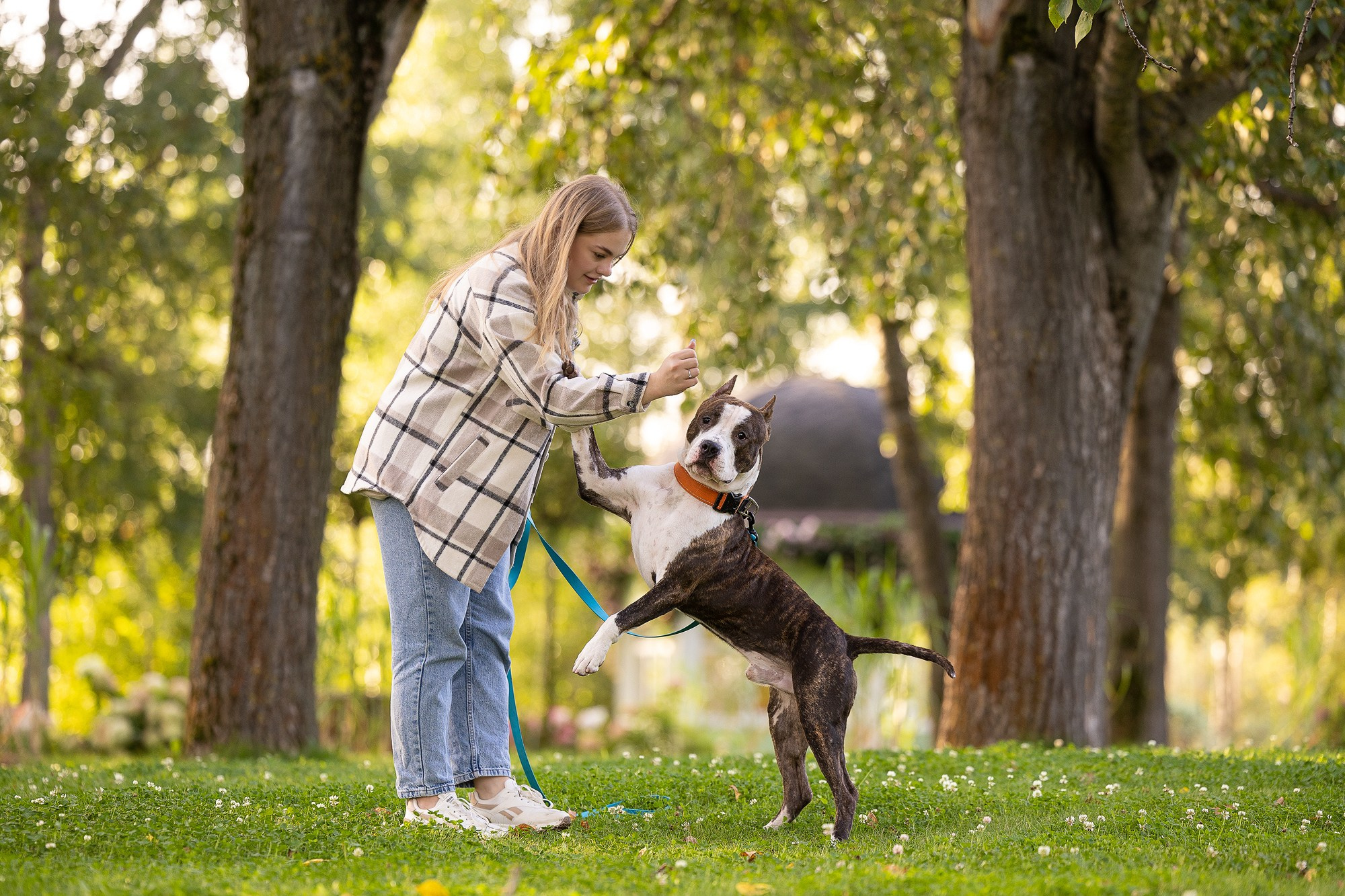 Амстафф Честер и его семья. Фотограф-анималист Natalia Deingel | Фотосъемка собак в Москве