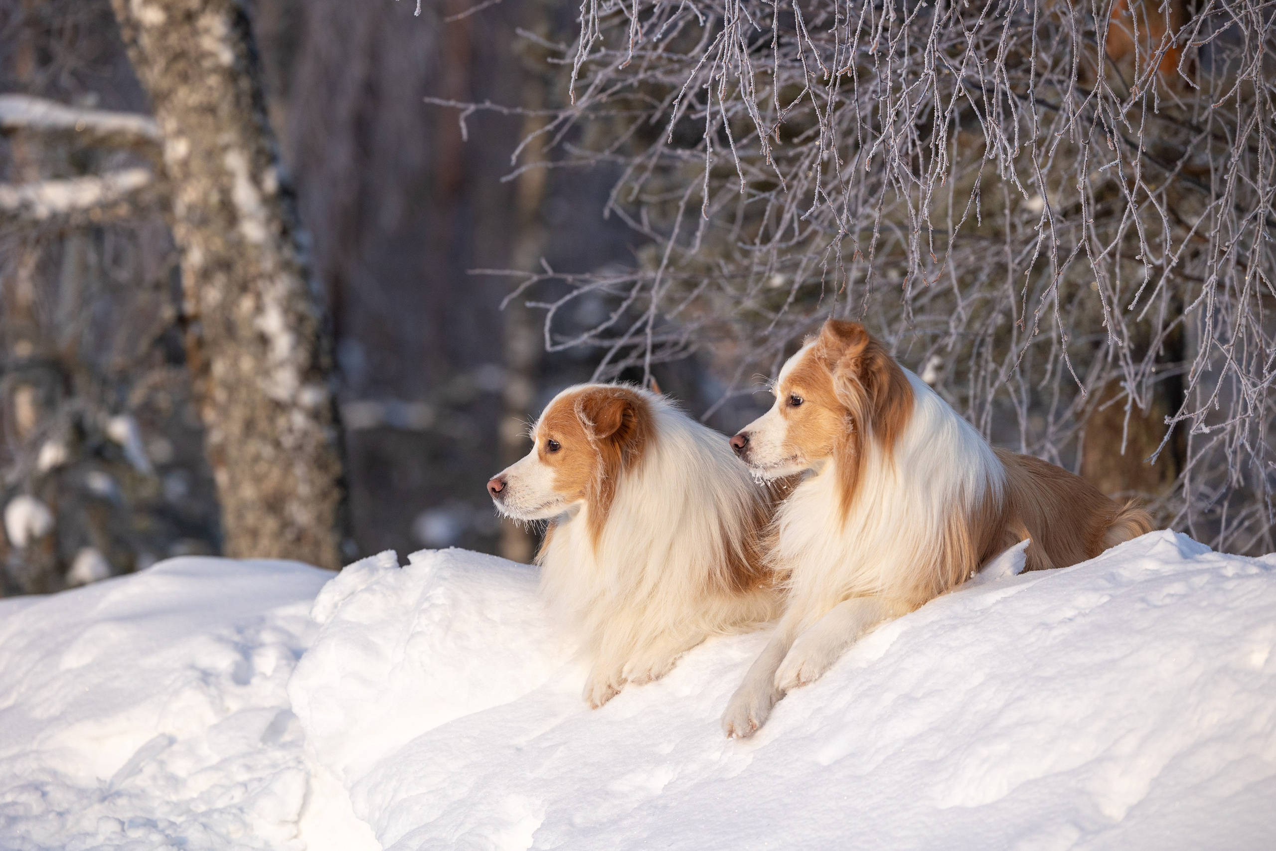 Бордер колли Прайм, Вэй и Лёля. Фотограф-анималист Natalia Deingel | Фотосъемка собак в Москве