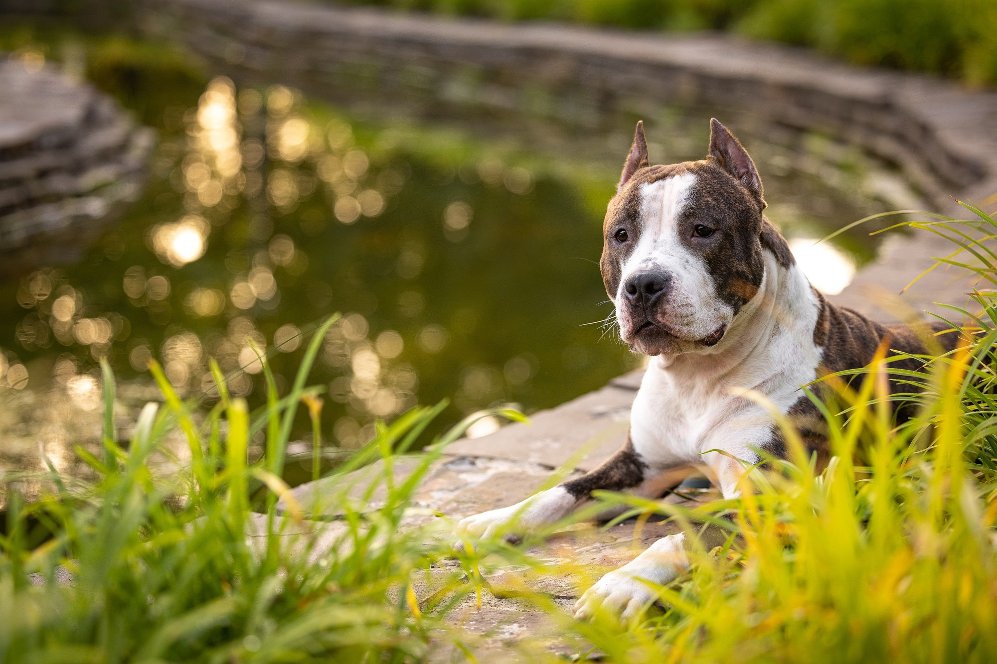 Амстафф Честер и его семья. Фотограф-анималист Natalia Deingel | Фотосъемка собак в Москве