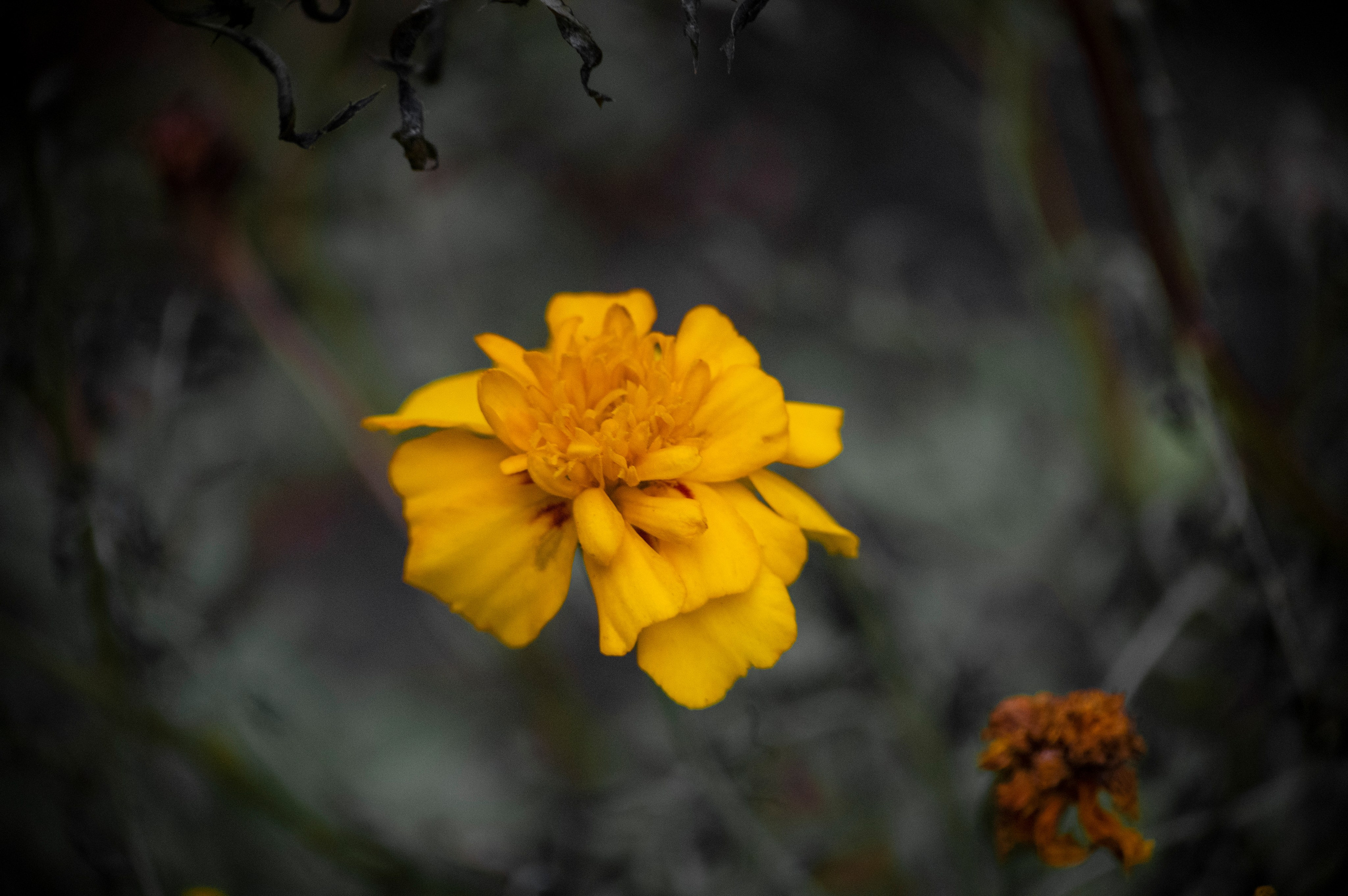 Осенние цветы. Фотограф Роман Адлер