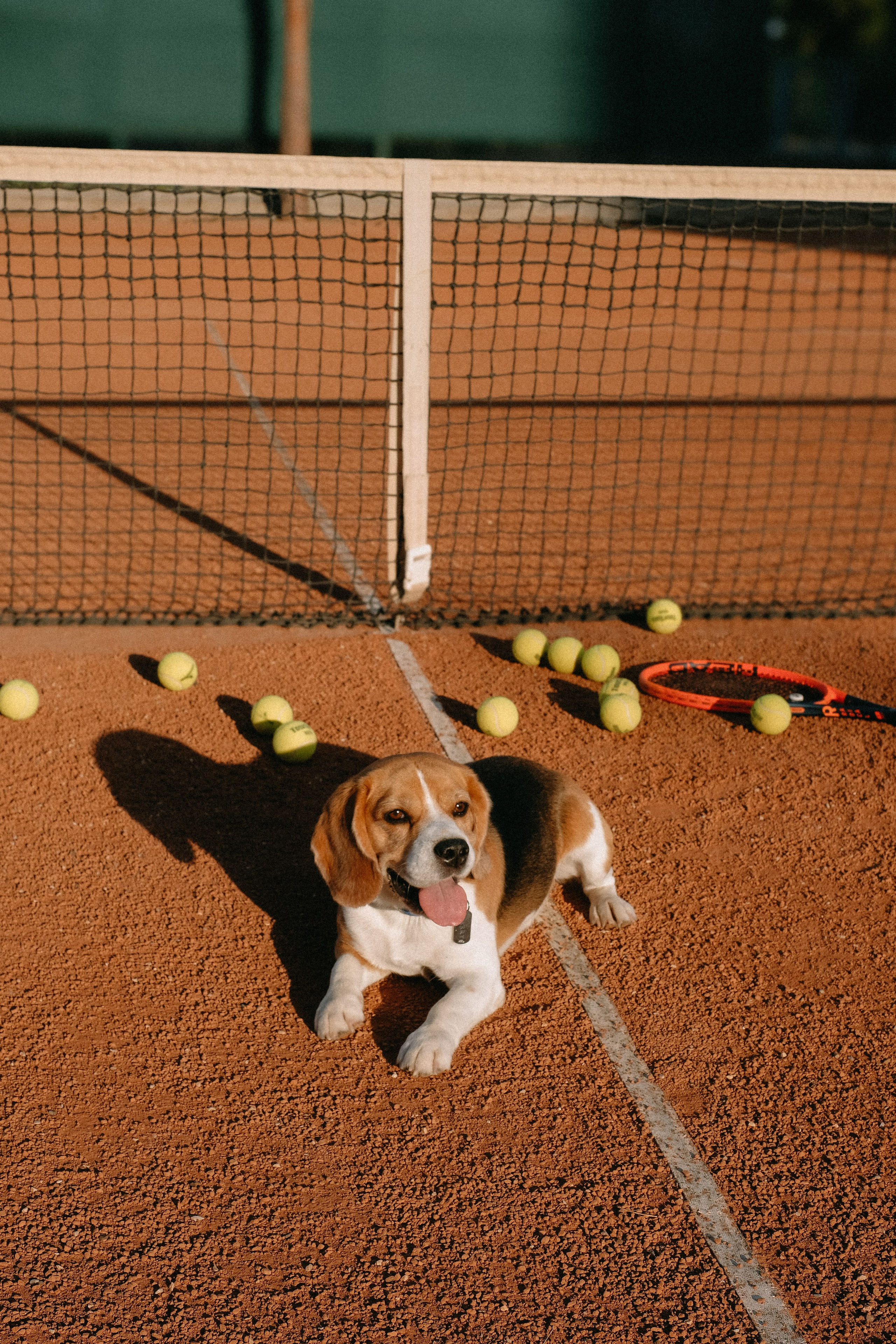 Теннис. ФОТОГРАФ АННА КАЗАРЯН