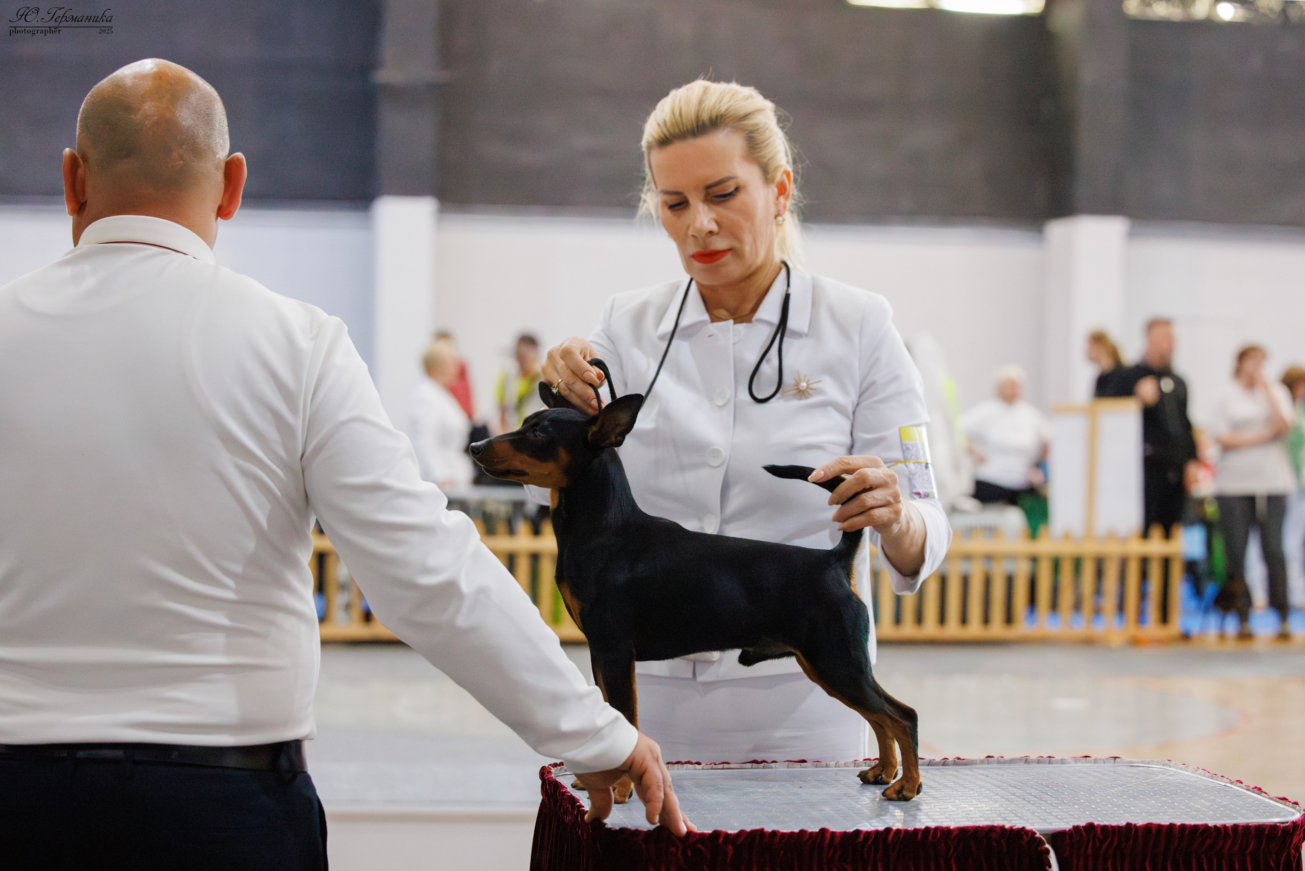 Ереван 2х CACIB 29-30.04.2025. Фотограф-анималист Юлия Германика