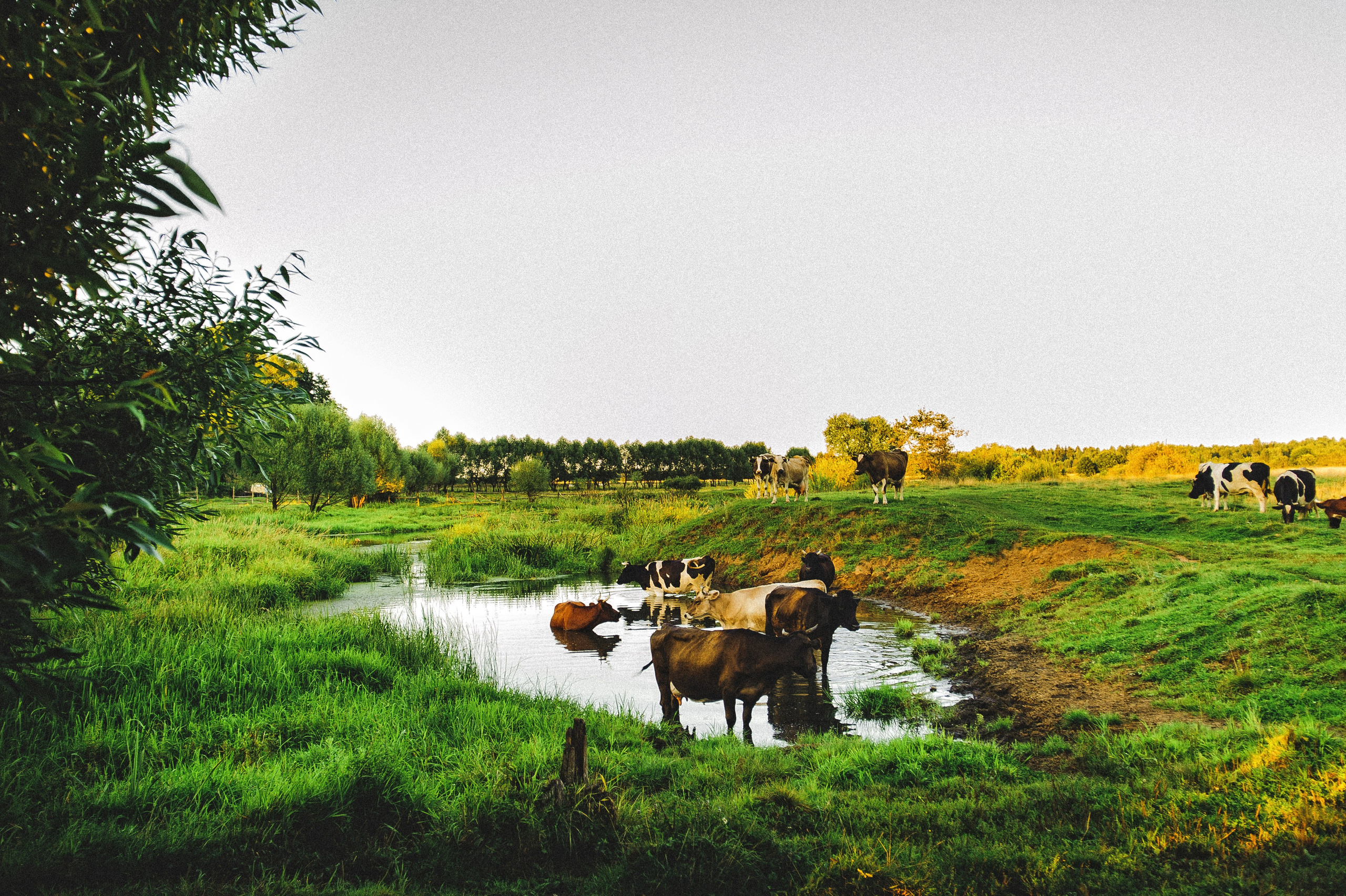 ЛЕТО в ДЕРЕВНЕ. Свадебный и семейный фотограф РИТА БОЧКАРЁВА