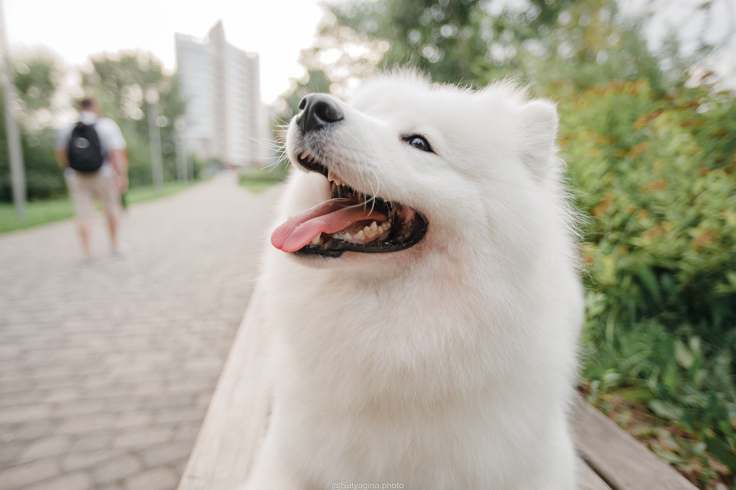 Самоед Рея. Свадебный и женский фотограф