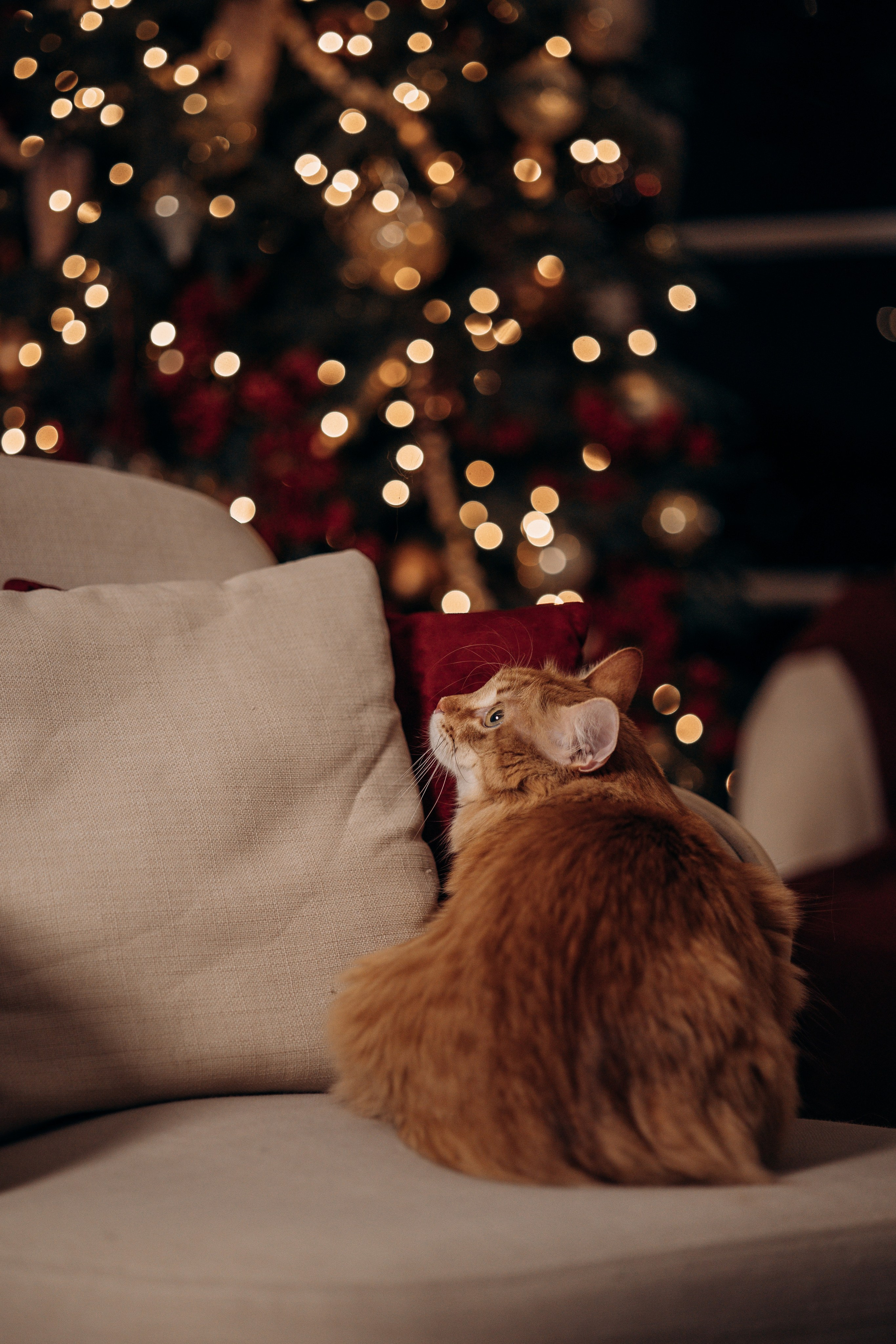 Эля и Франц. Фотограф — Анималист | Санкт-Петербург