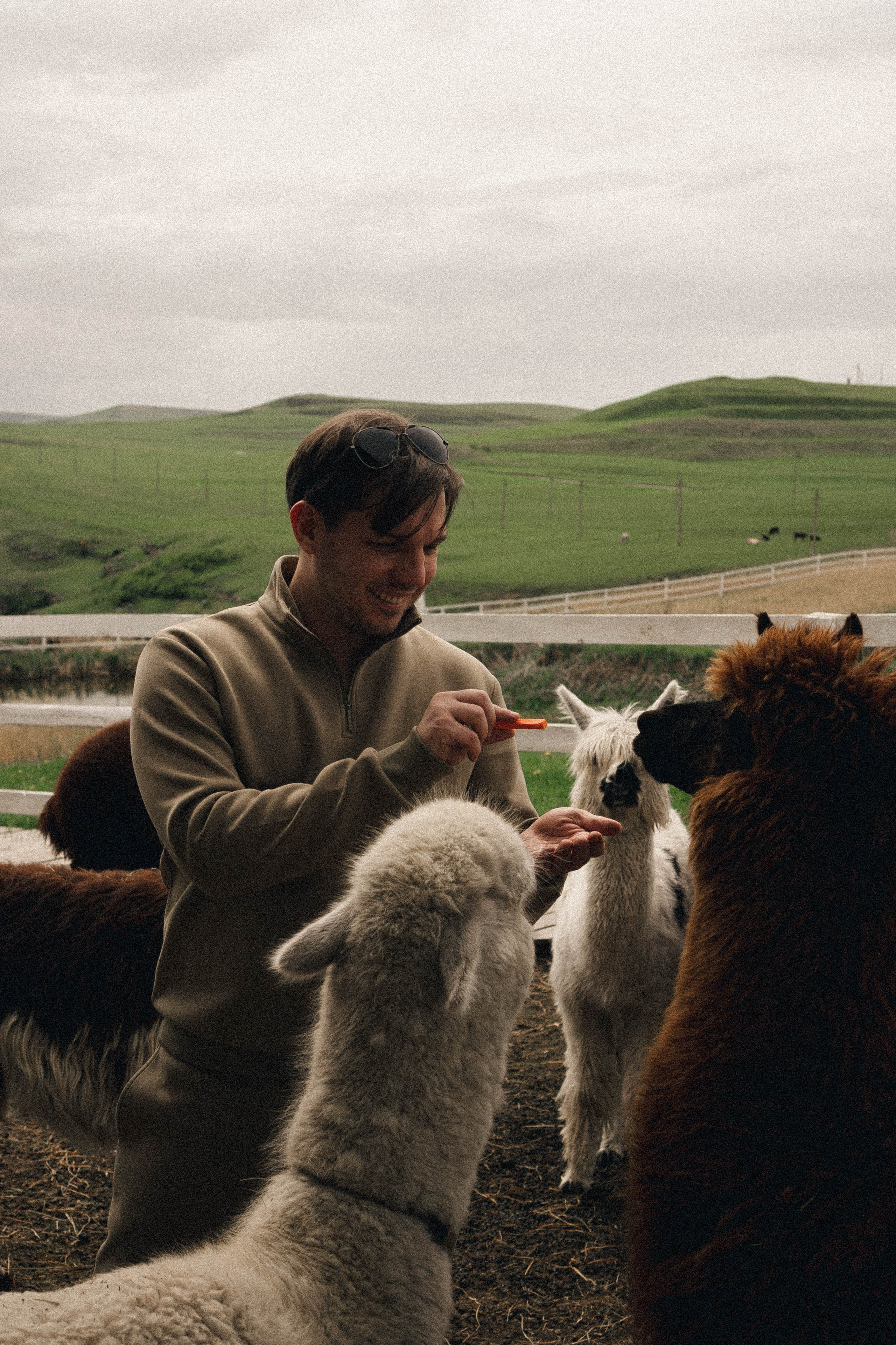 Ферма Альпак. Профессиональный фотограф, Санкт-Петербург — Виктория Богомолова