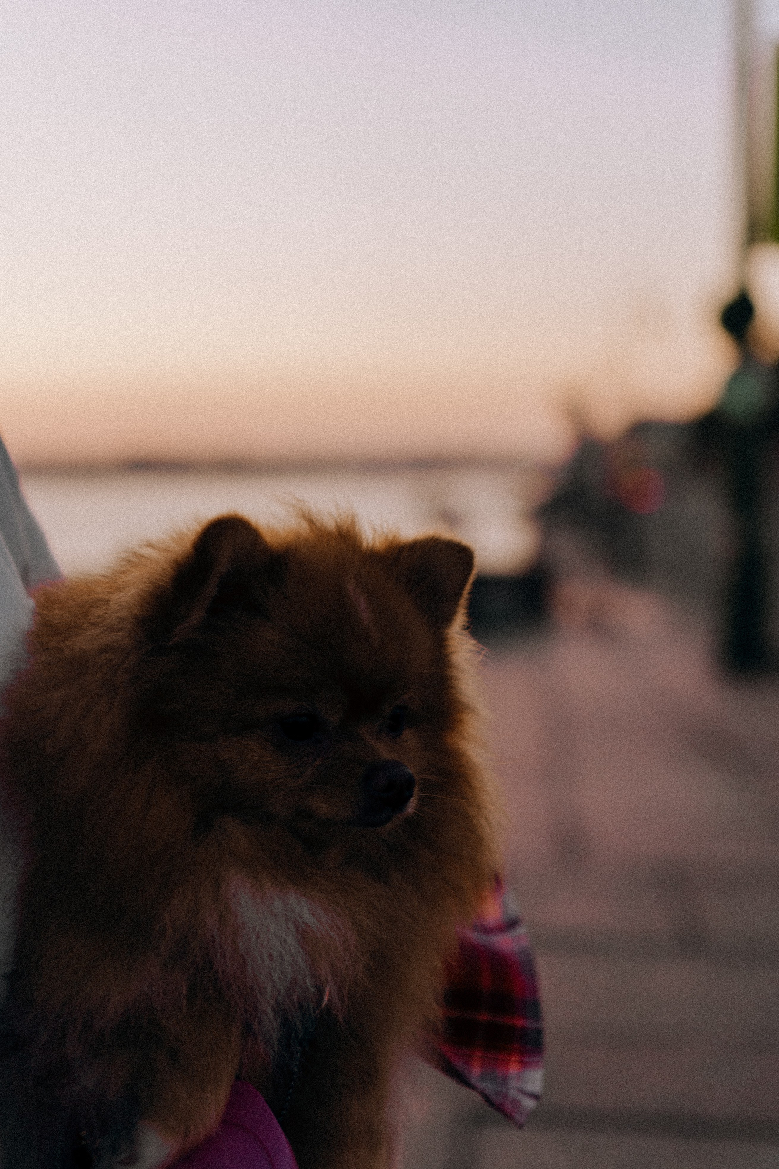 РАССВЕТНАЯ ИСТОРИЯ. Профессиональный фотограф, Санкт-Петербург — Виктория Богомолова