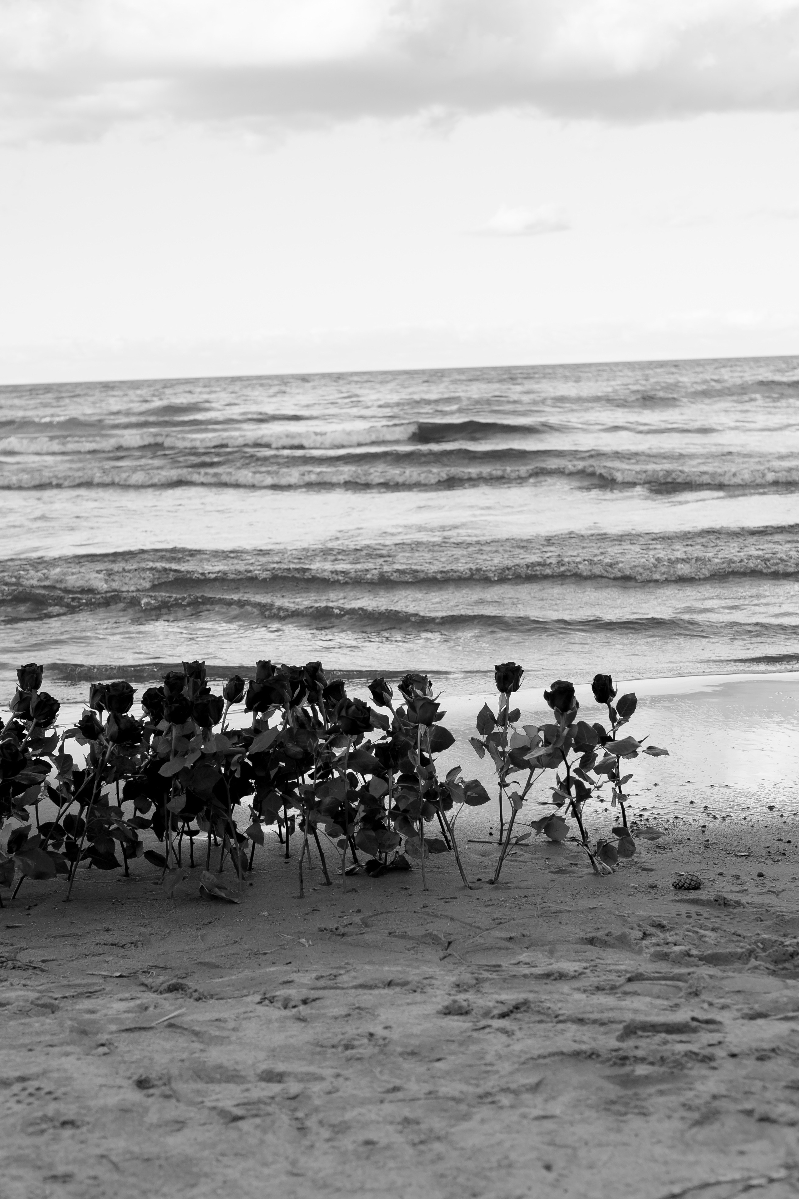 Розы. Профессиональный фотограф, Санкт-Петербург — Виктория Богомолова