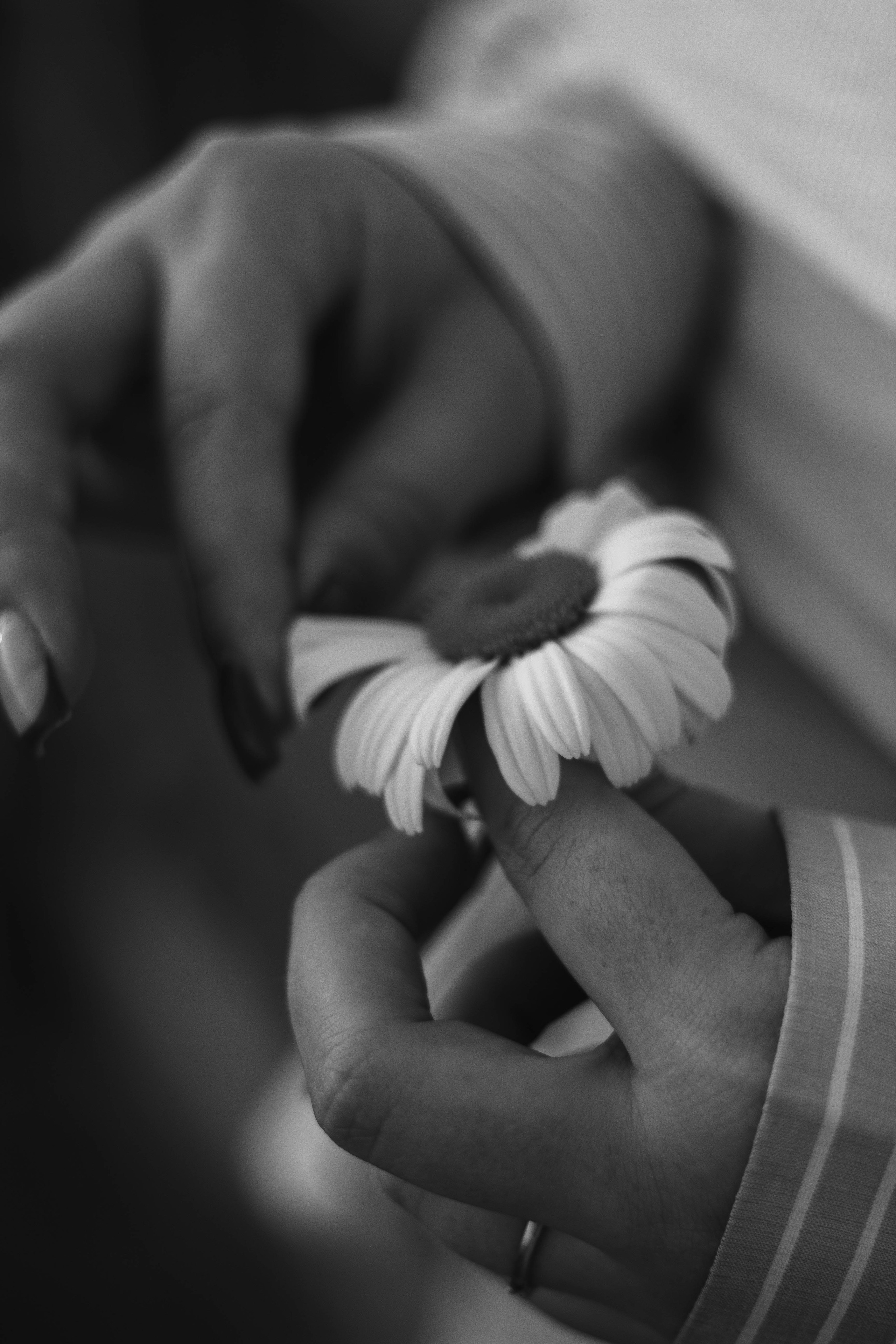 Виктория, ромашки и летний закат. Фотограф в Санкт-Петербурге Головина Анастасия