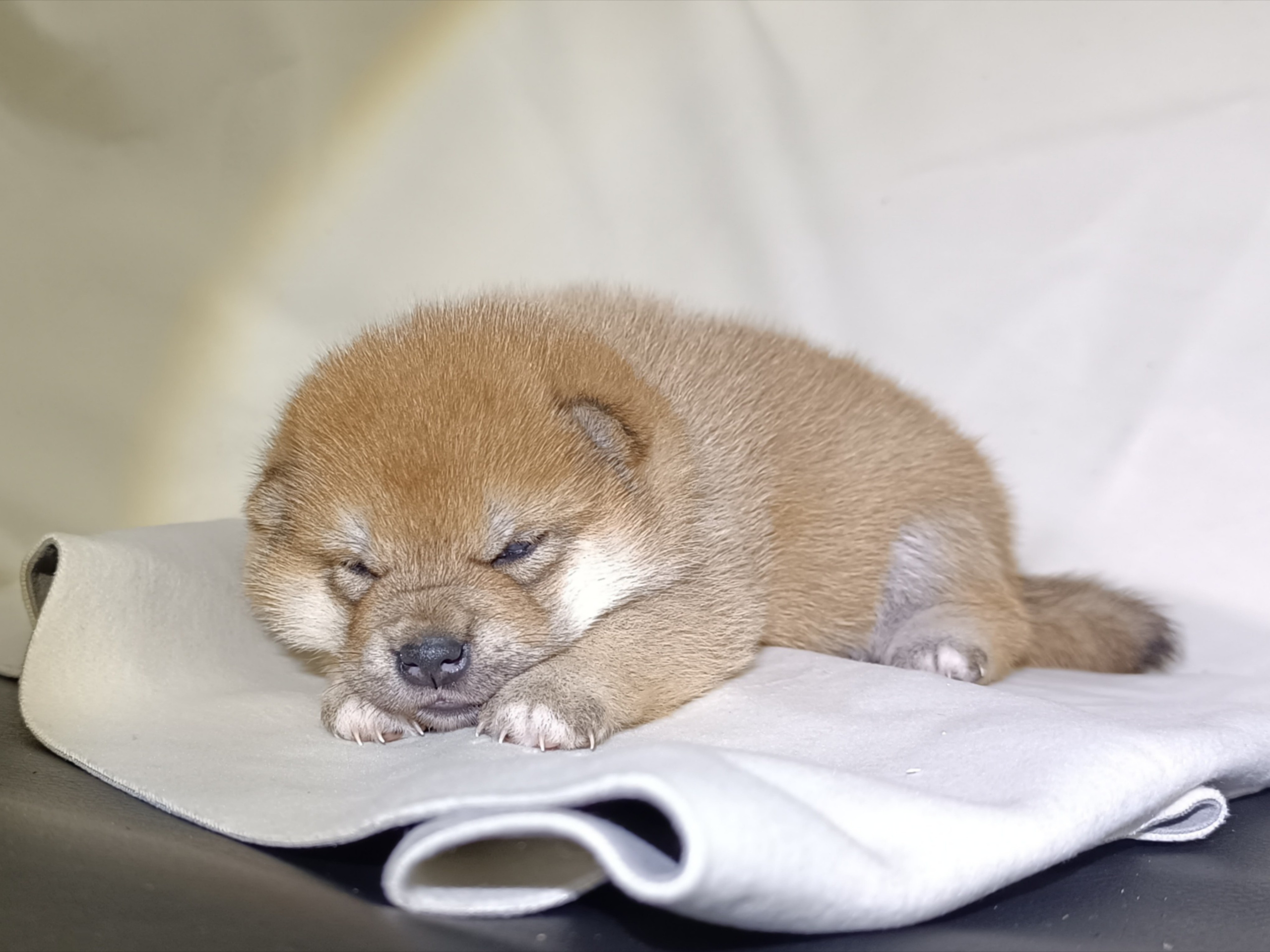 сиба питомник Рубилайт щенки на продажу rubylight  сиба щенки купить СПб Санкт-Петербург 