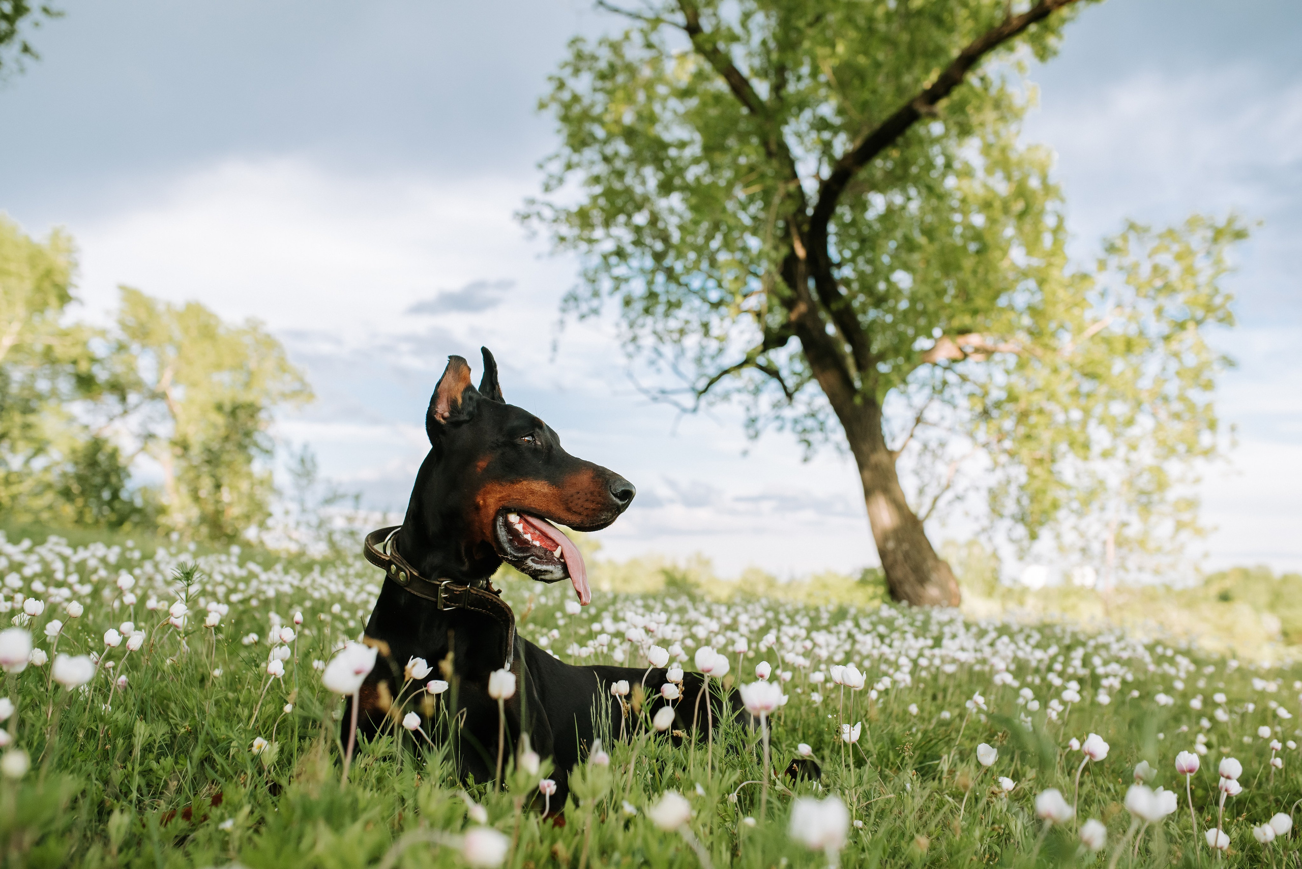 Собаки уличные. Фотограф Диана Оленина Красноярск / Братск