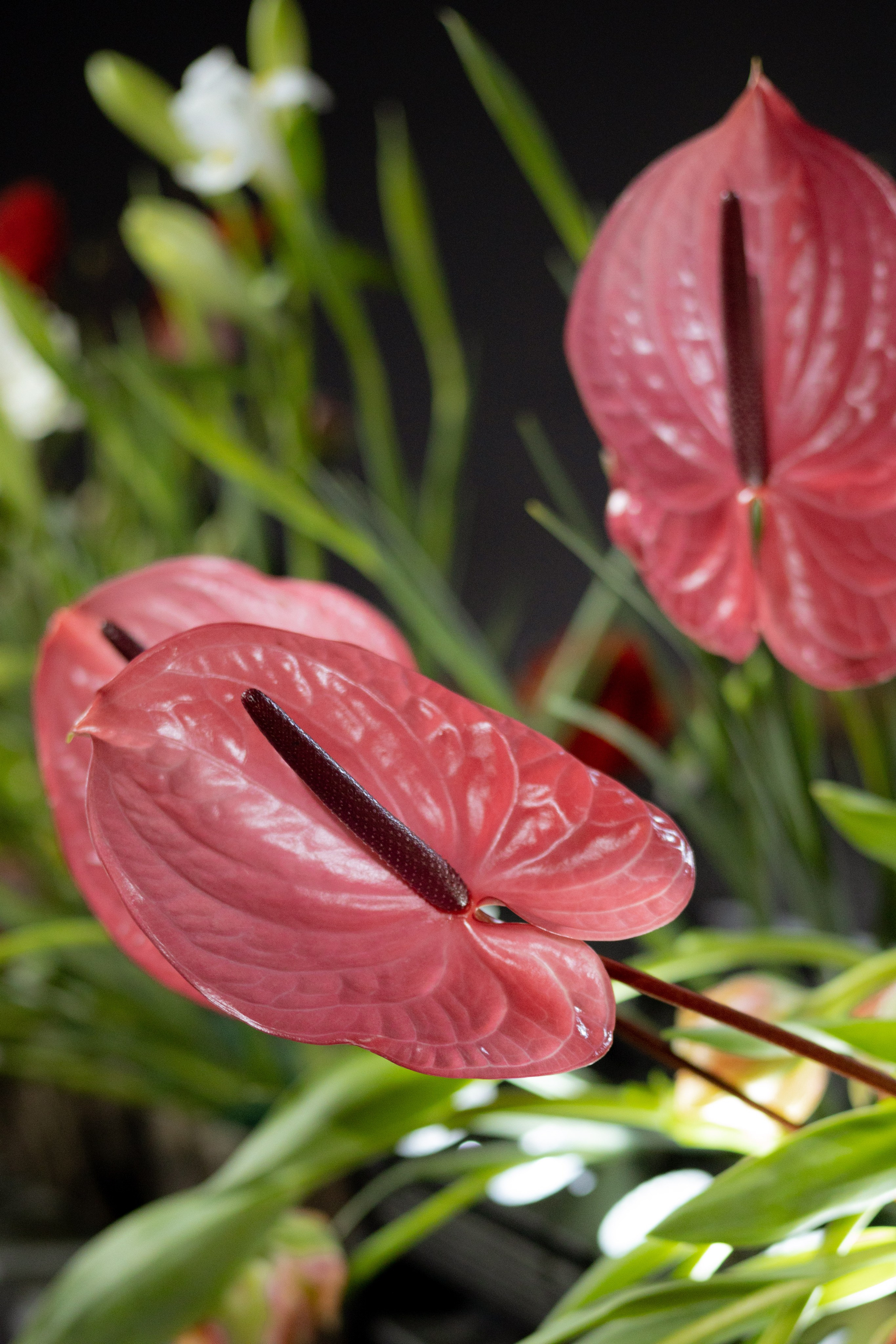 Оформление Отчетного концерта Музыкальной школы Глазунова. Оформление свадеб, декор свадеб Вера Маркова, Москва