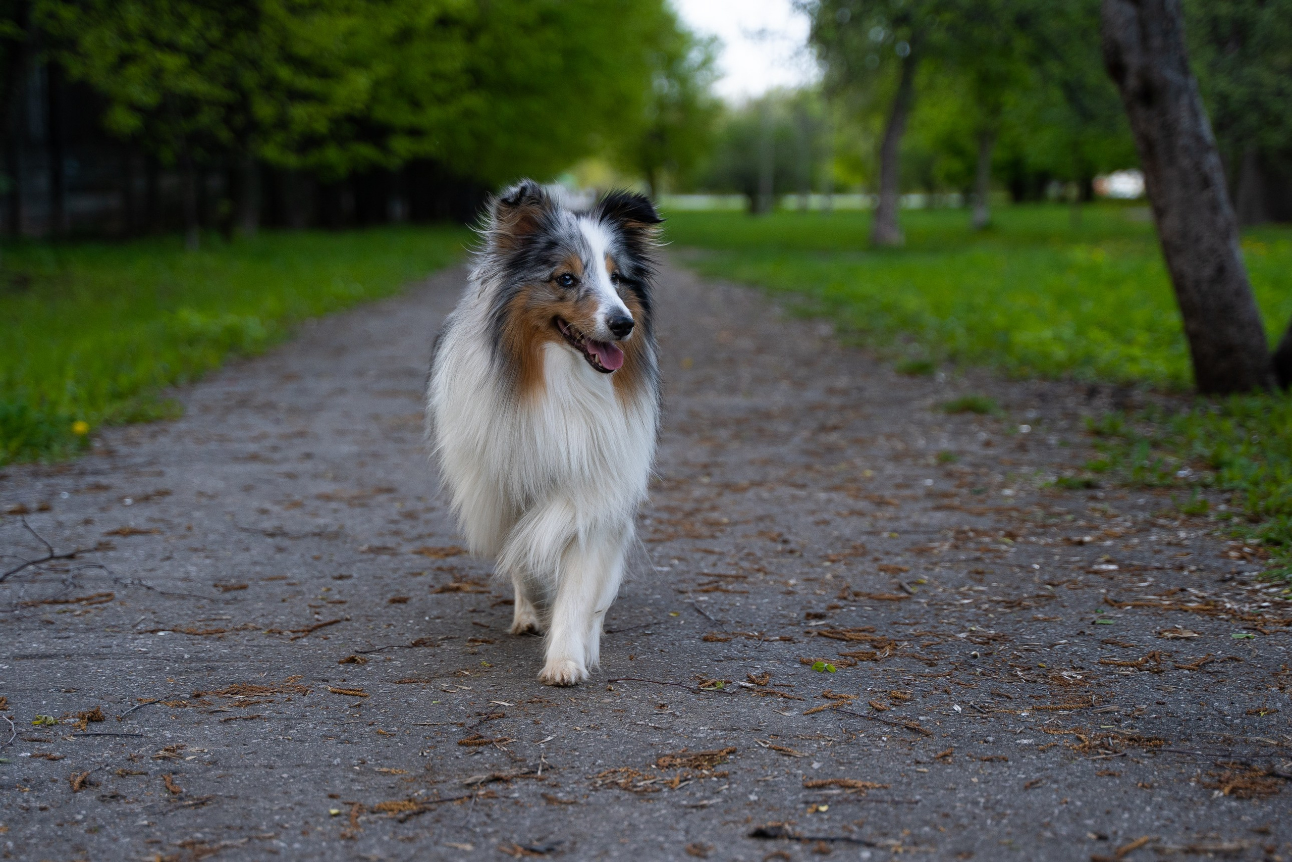 Прогулки. Фотограф-анималист, портретный фотограф в Чебоксарах Мария Садыкова