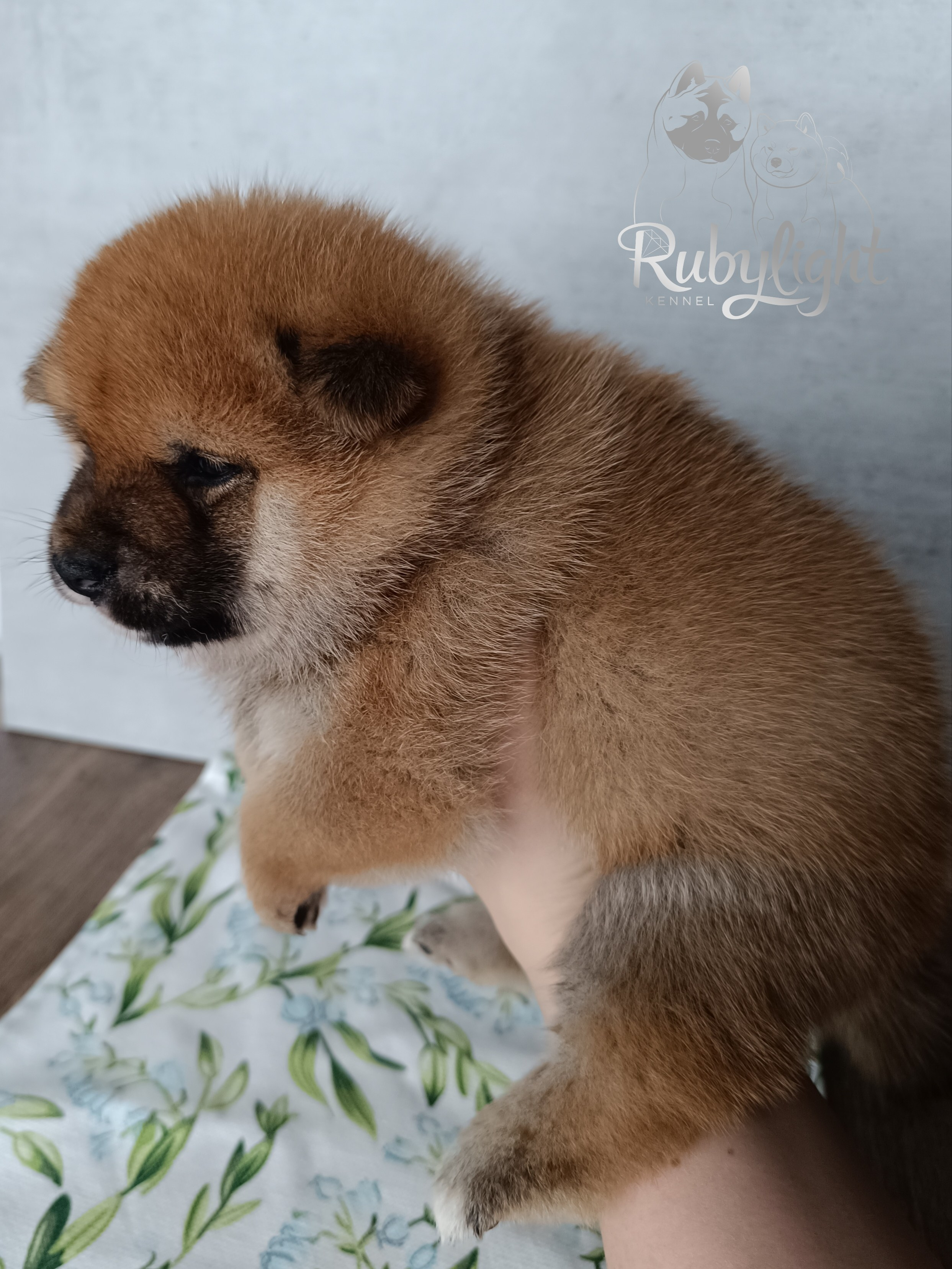 Сиба Rubylight Everest питомник Рубилайт 