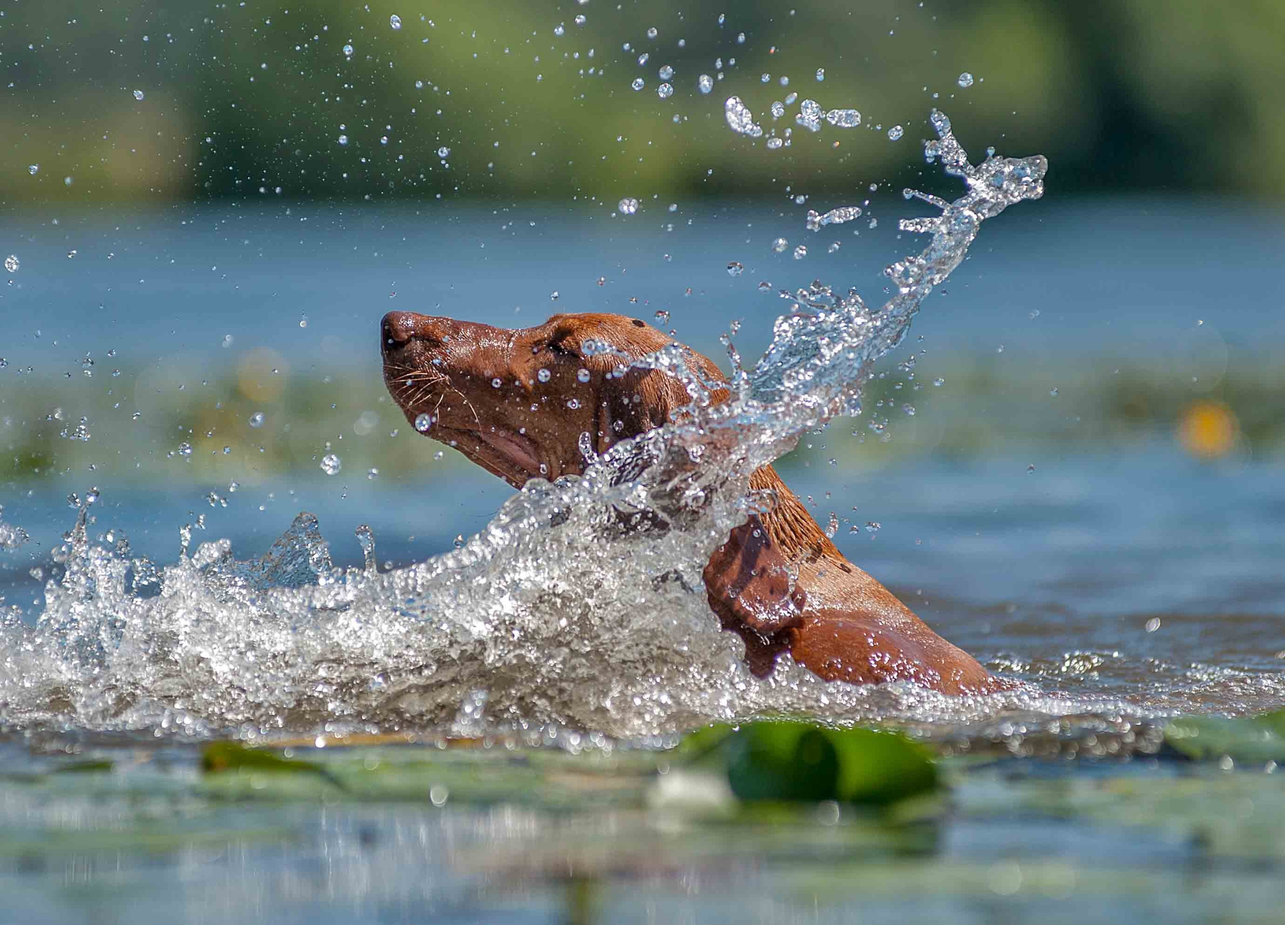 Собаки. Портретная и свадебная фотосъемка. Москва и область