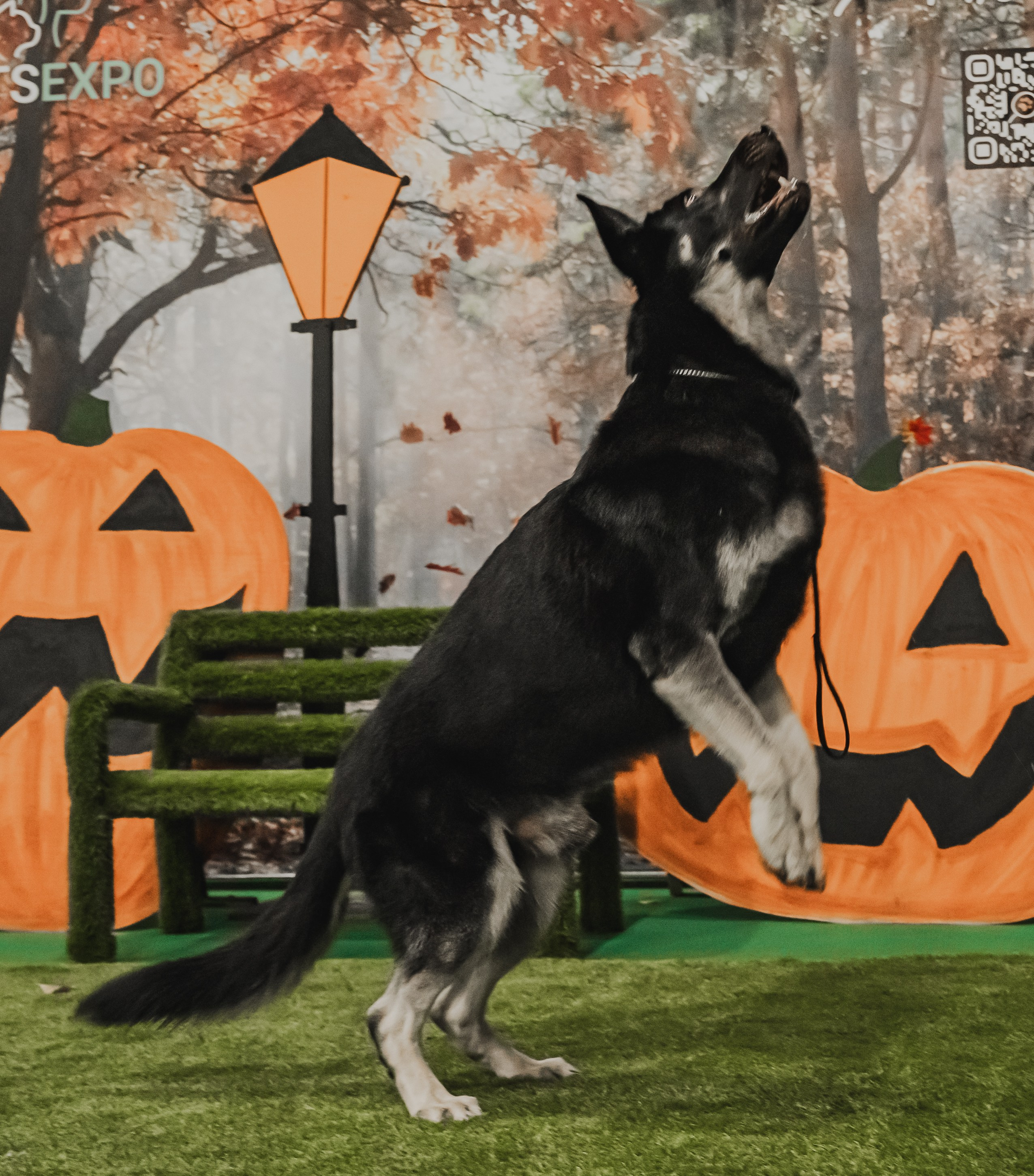 Международная выставка собак всех пород. Репортажный фотограф Анастасия Рубцова