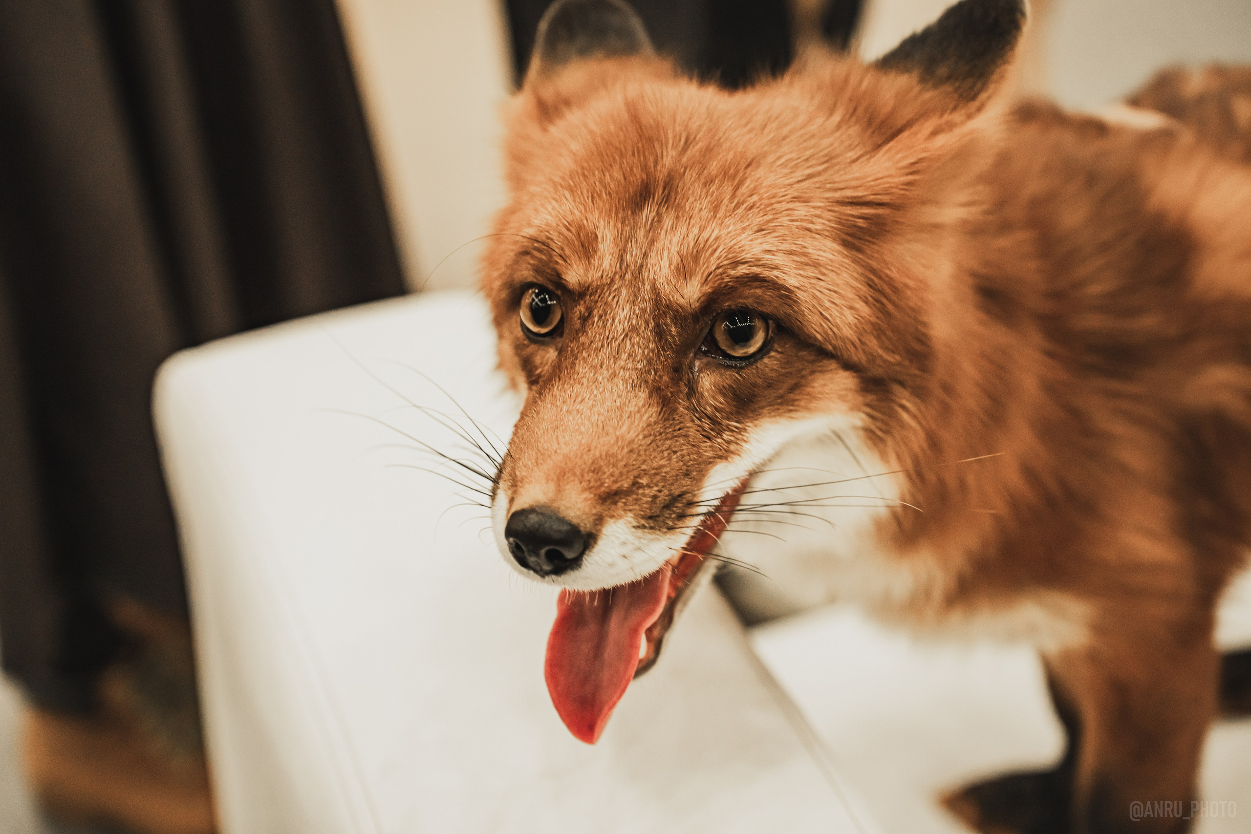 Fox Family fest. Репортажный фотограф Анастасия Рубцова