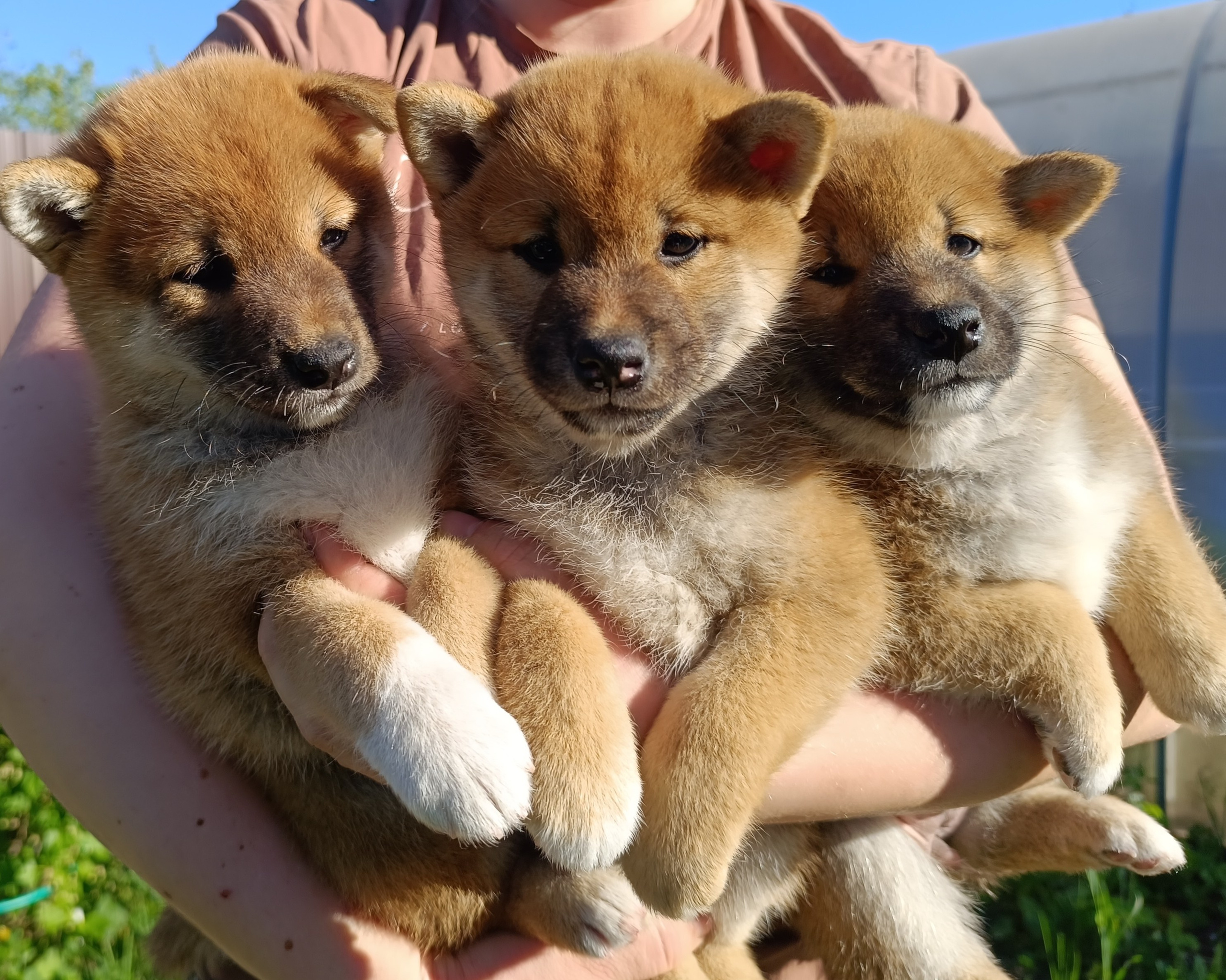 сиба питомник Рубилайт щенки на продажу rubylight  сиба щенки купить СПб Санкт-Петербург