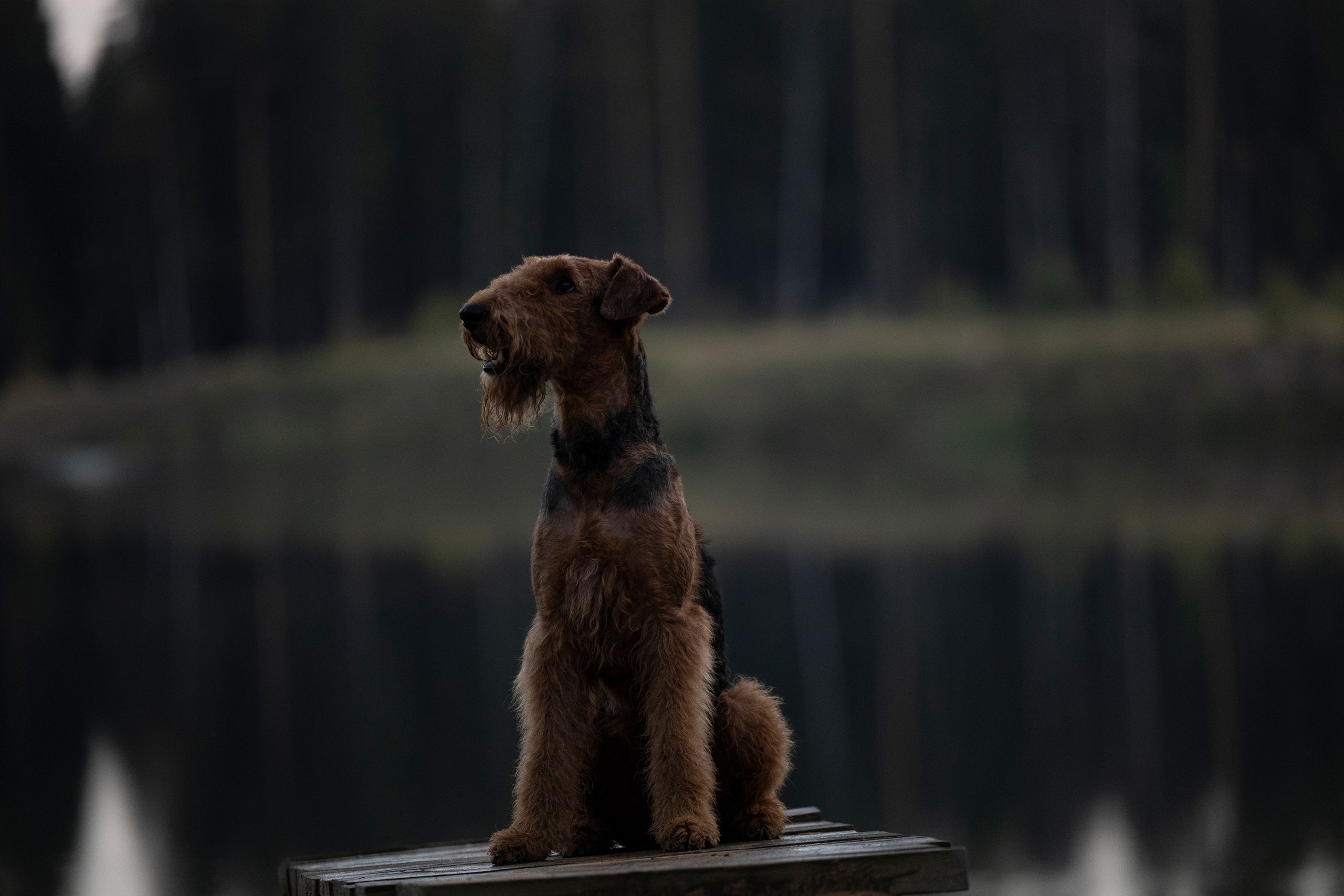 Харди. Фотограф-анималист Анна Маринич