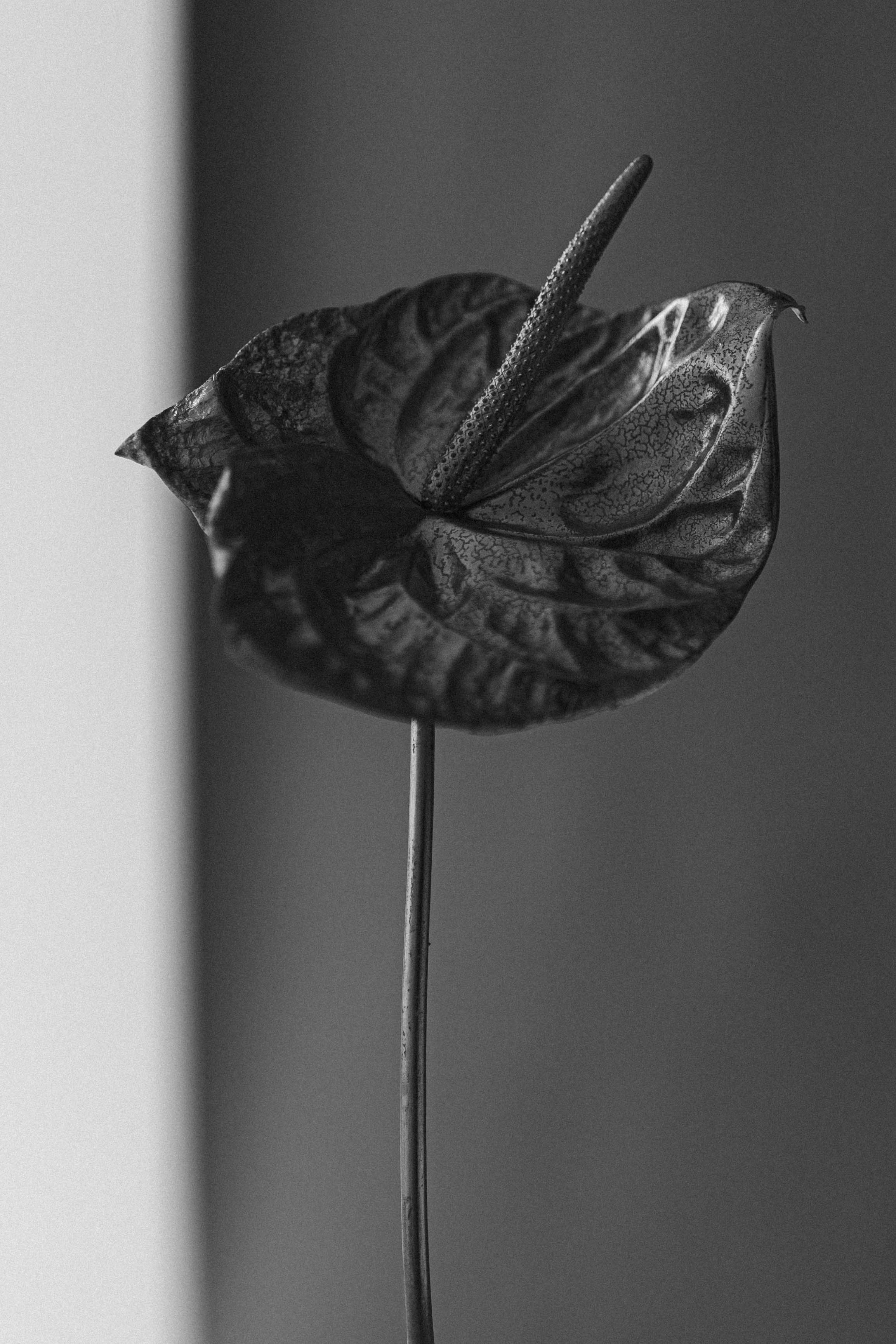 Анна. Портретный фотограф в Нижнем Новгороде Елена Ханова