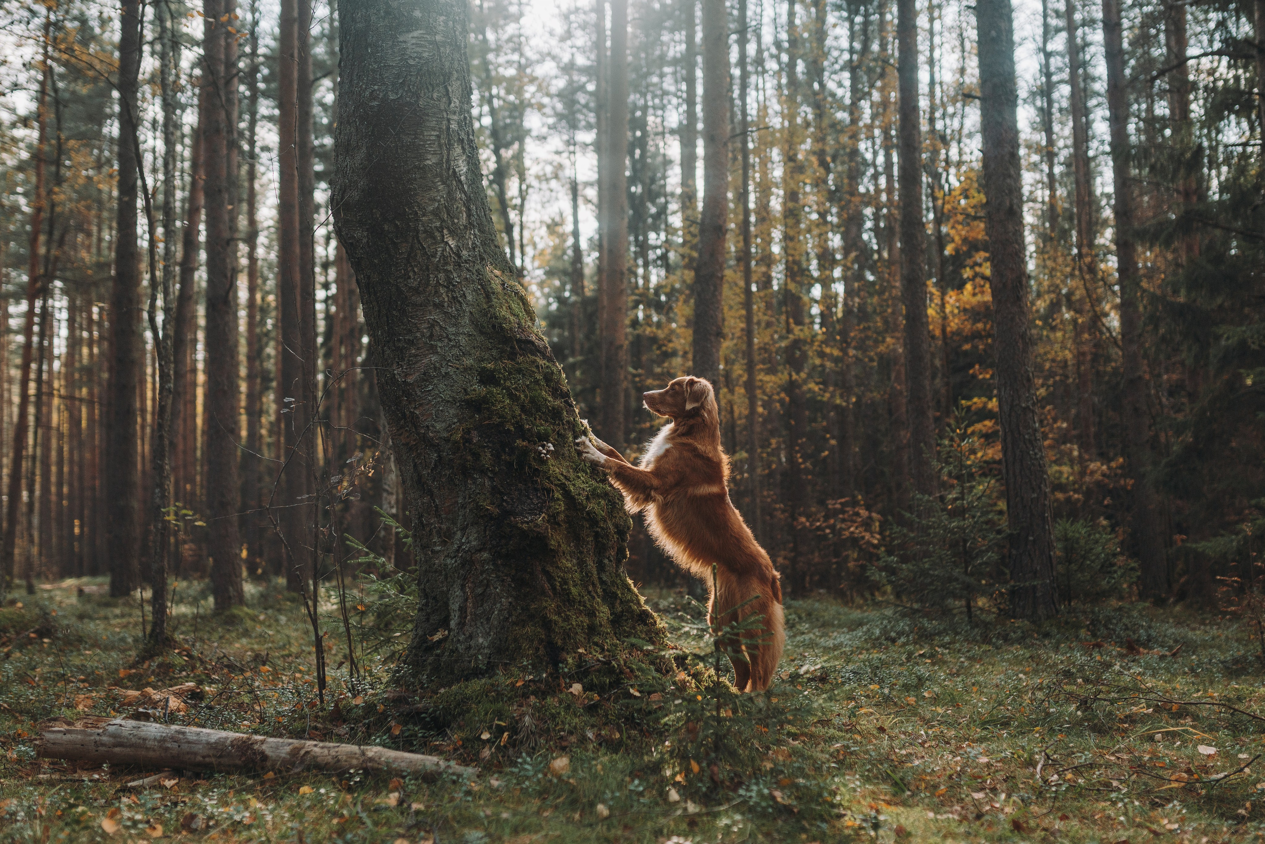 Рика. Фотограф анималист Осипчикова Мария