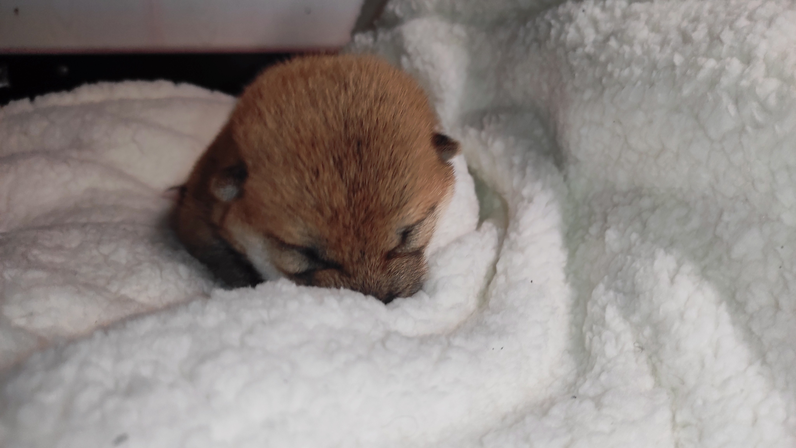 сиба питомник Рубилайт щенки на продажу rubylight  сиба щенки купить СПб Санкт-Петербург 