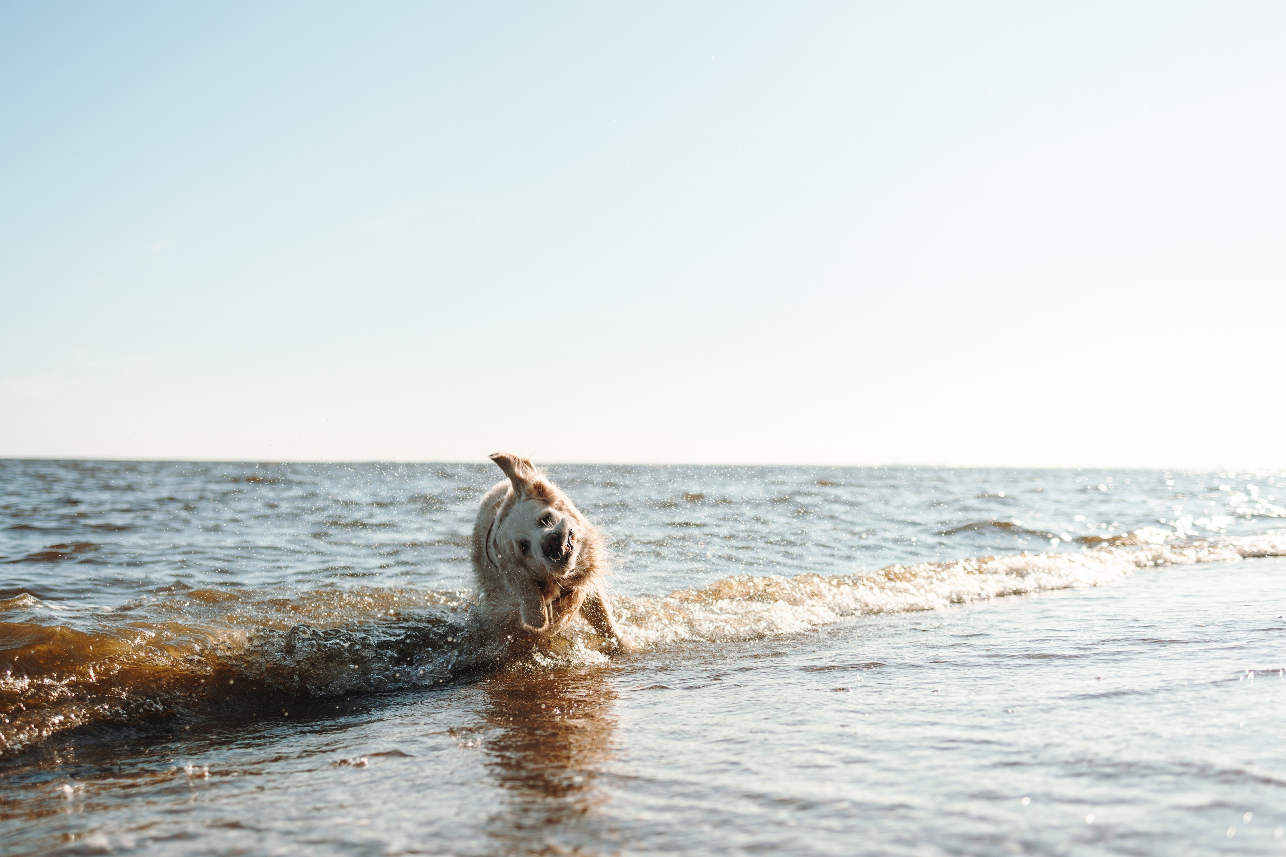 Катя и ее девочки. Фотограф — Анималист | Санкт-Петербург