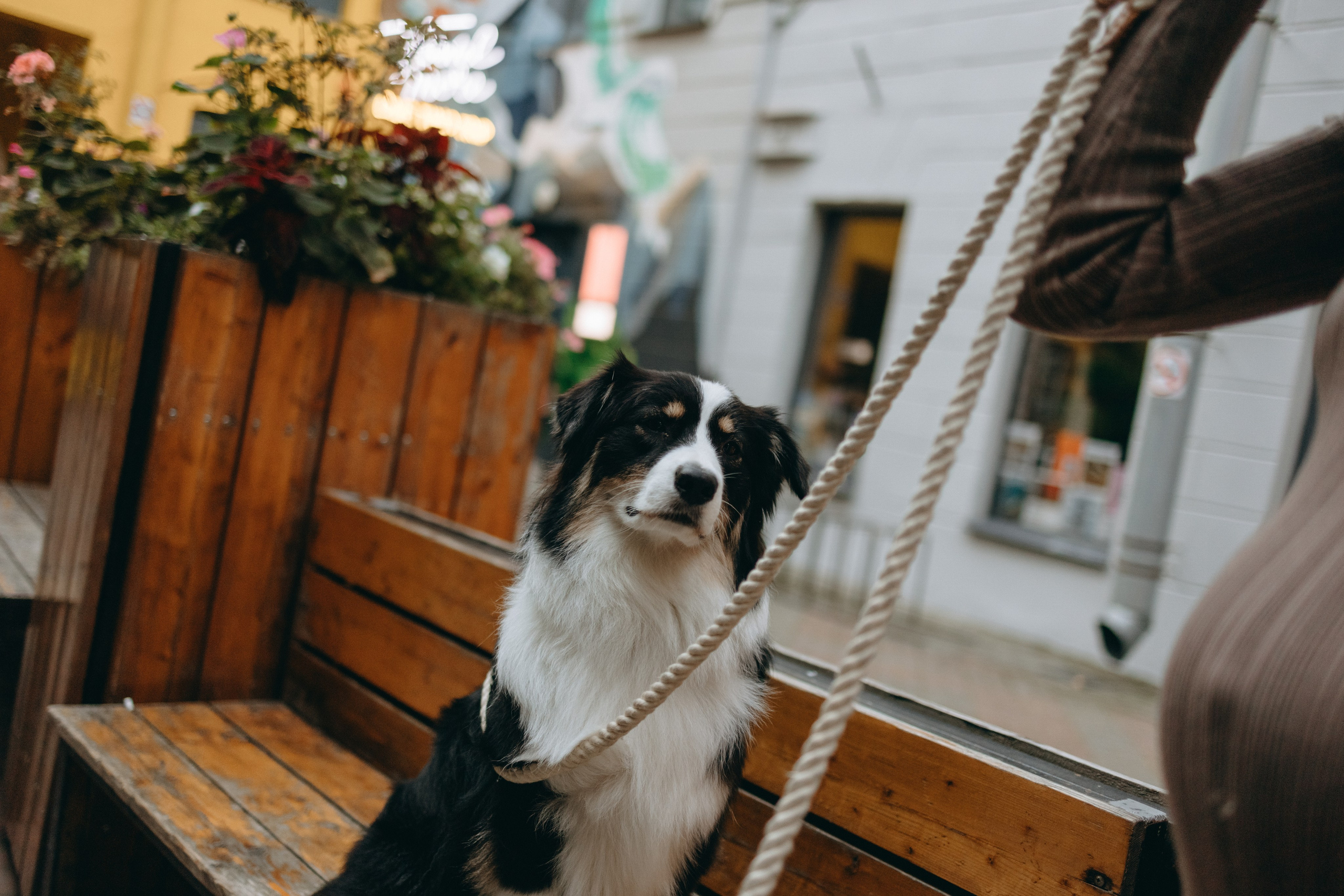 Катя и ее девочки. Фотограф — Анималист | Санкт-Петербург