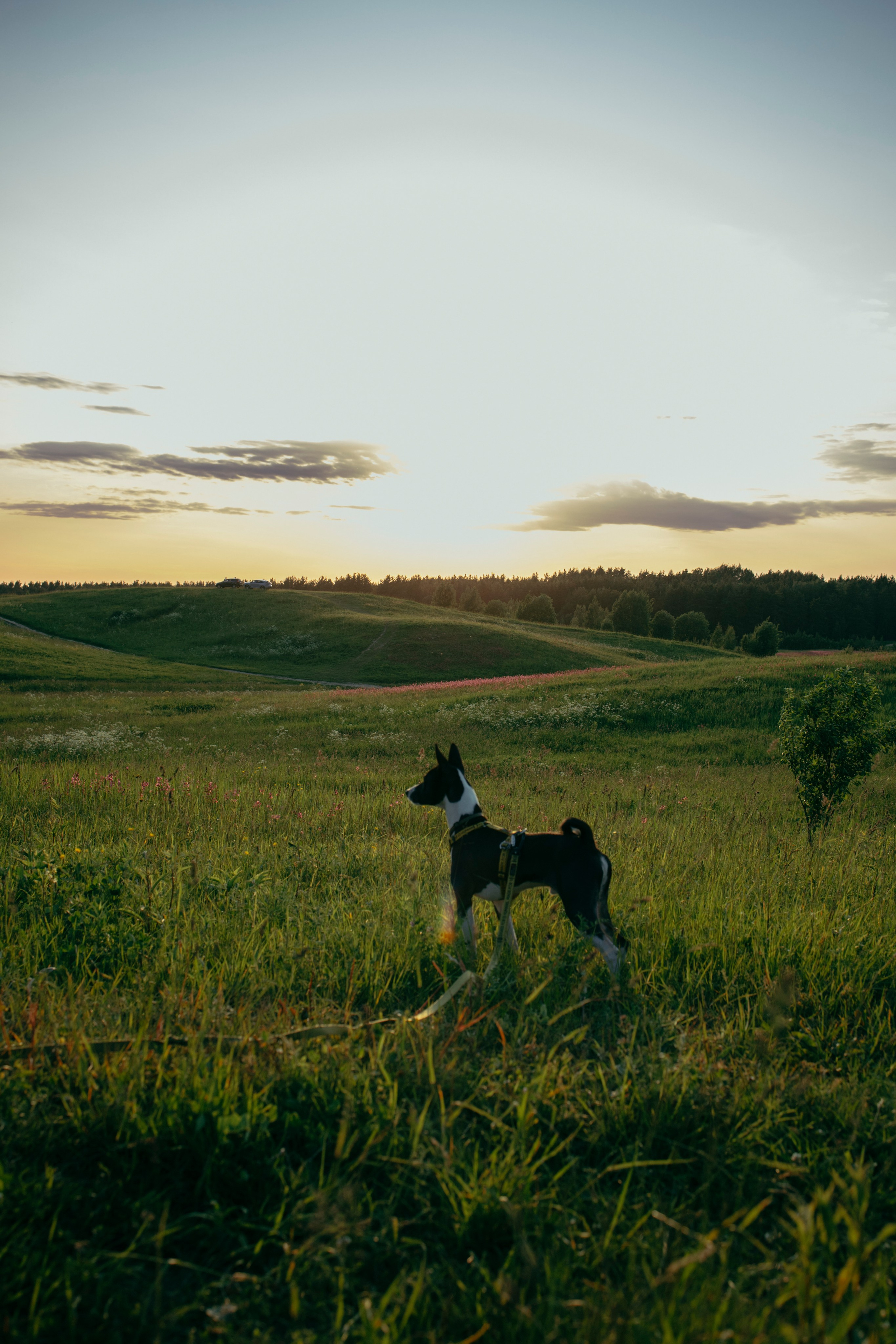 Итачи и его семья 🐾. Фотограф-анималист в Санкт-Петеребурге Титова Алиса