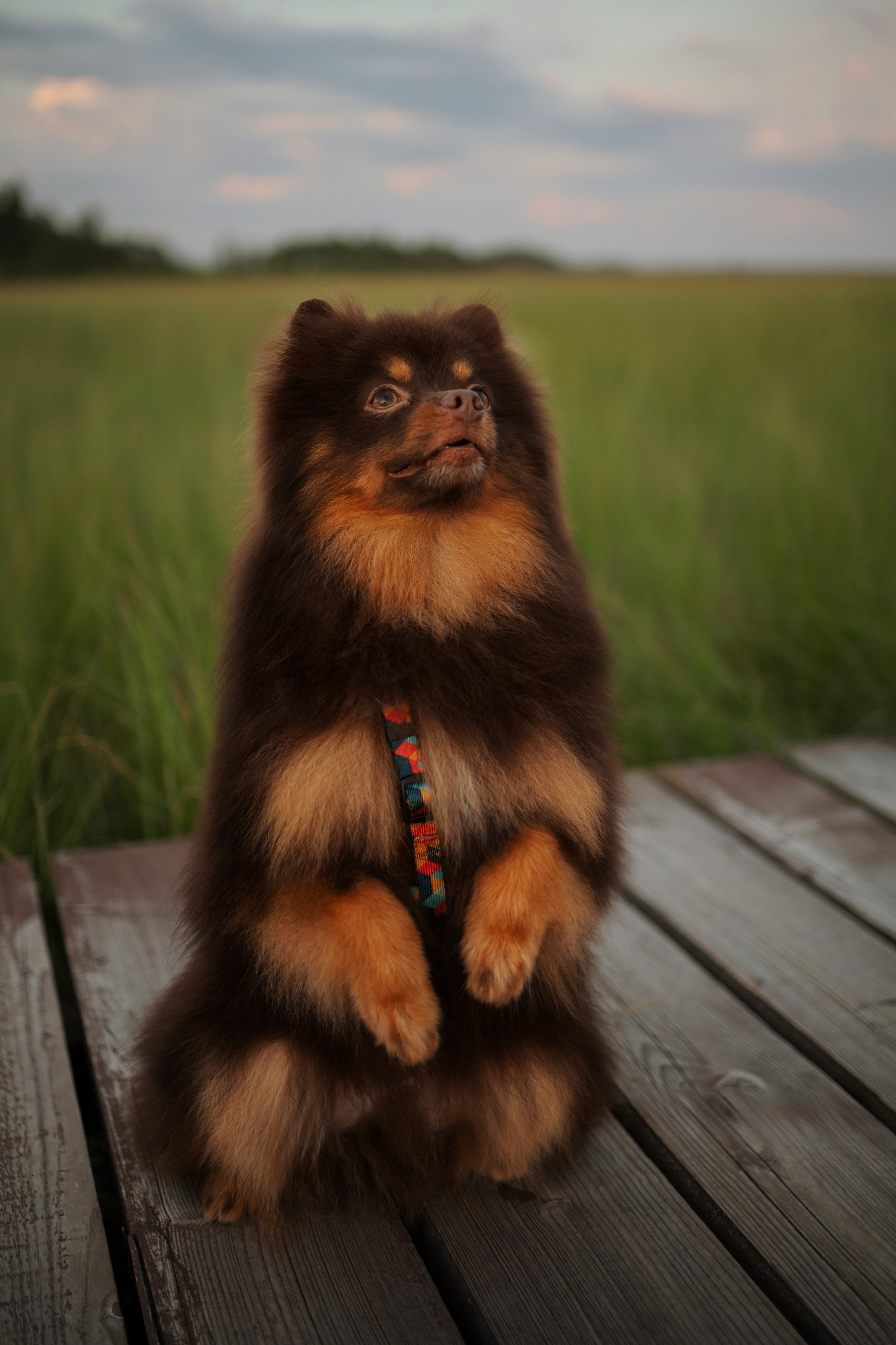 Сапфир и его семья. Фотограф-анималист в Санкт-Петеребурге Титова Алиса