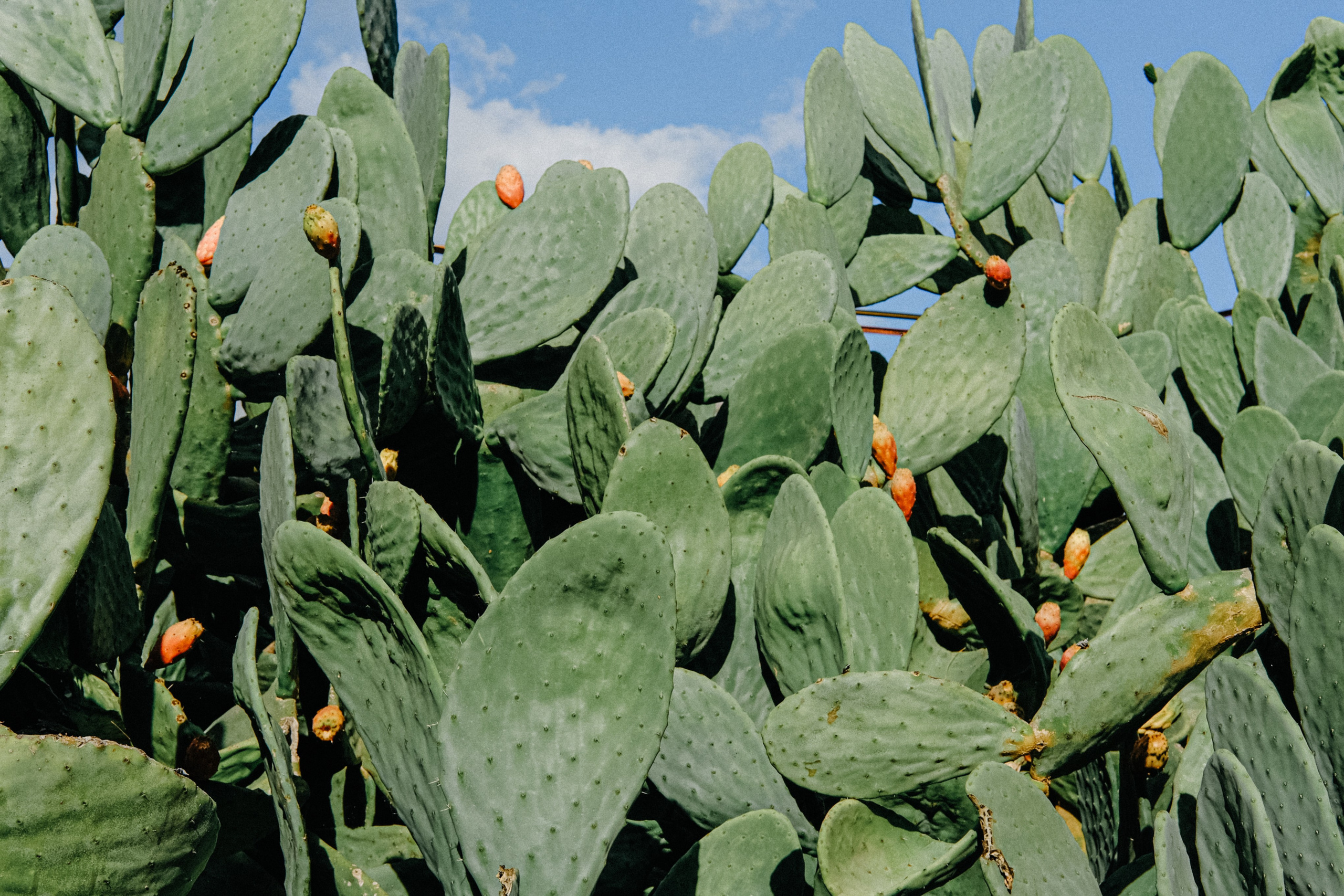Lycian Way: Turkey. Обо мне