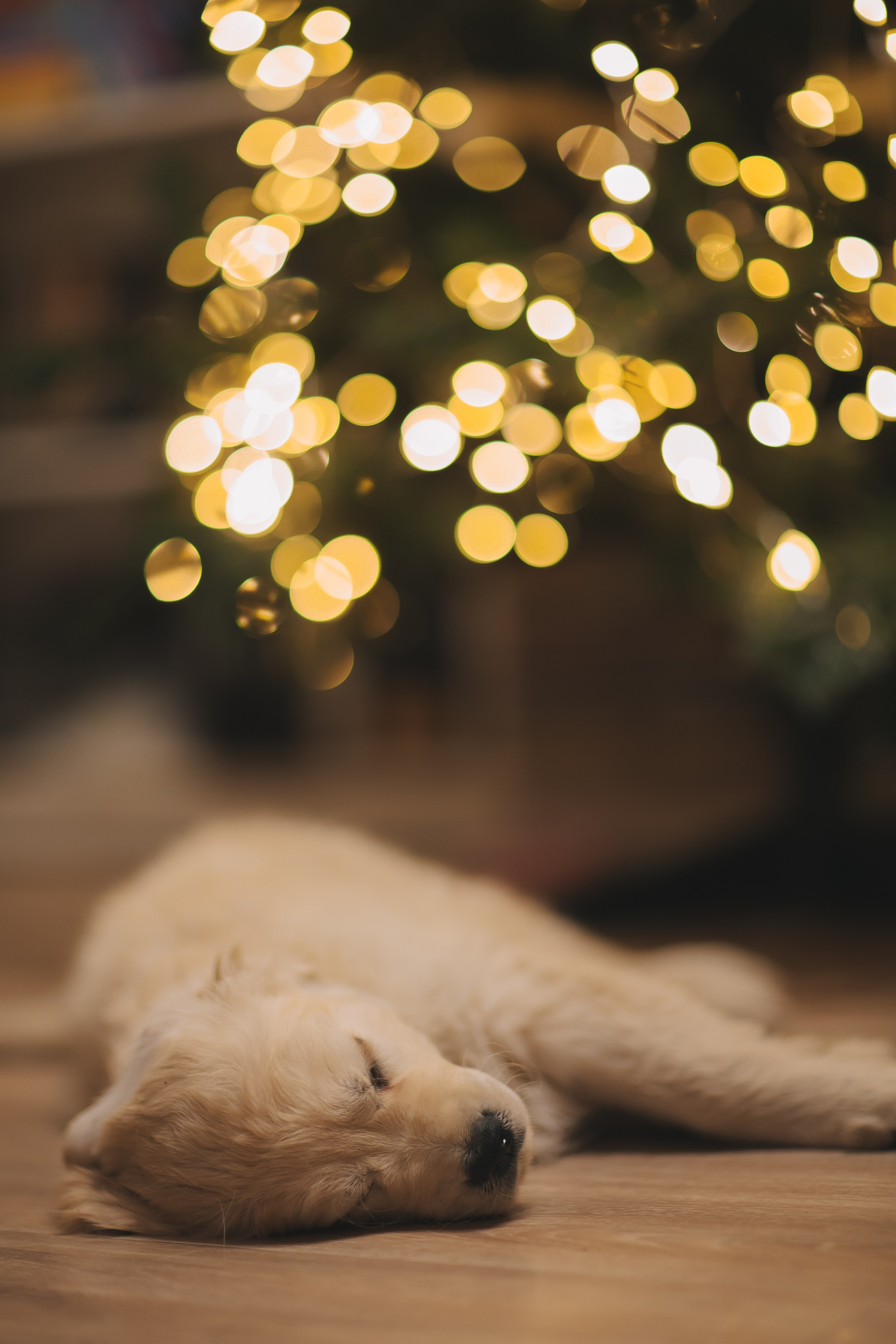 Снежик и Веста, НГ. Свадебный и женский фотограф